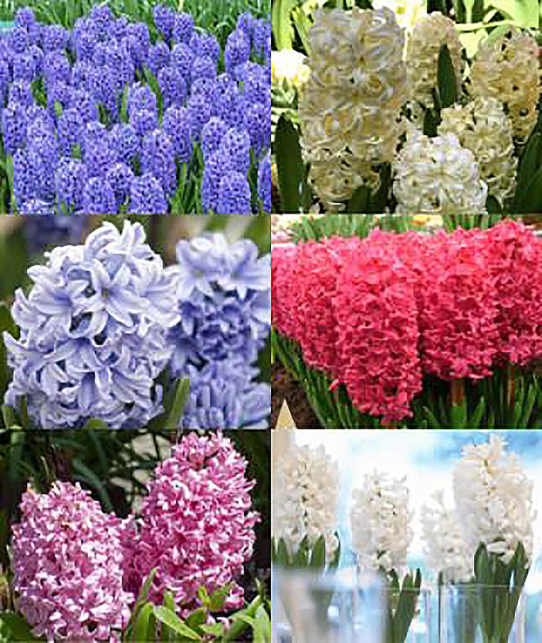 6 Large Mixed Hyacinth Bulbs – Premium 16-17cm Size for Stunning Spring Blooms in Purple, Blue, White, Pink, Yellow, Orange, and Peach
