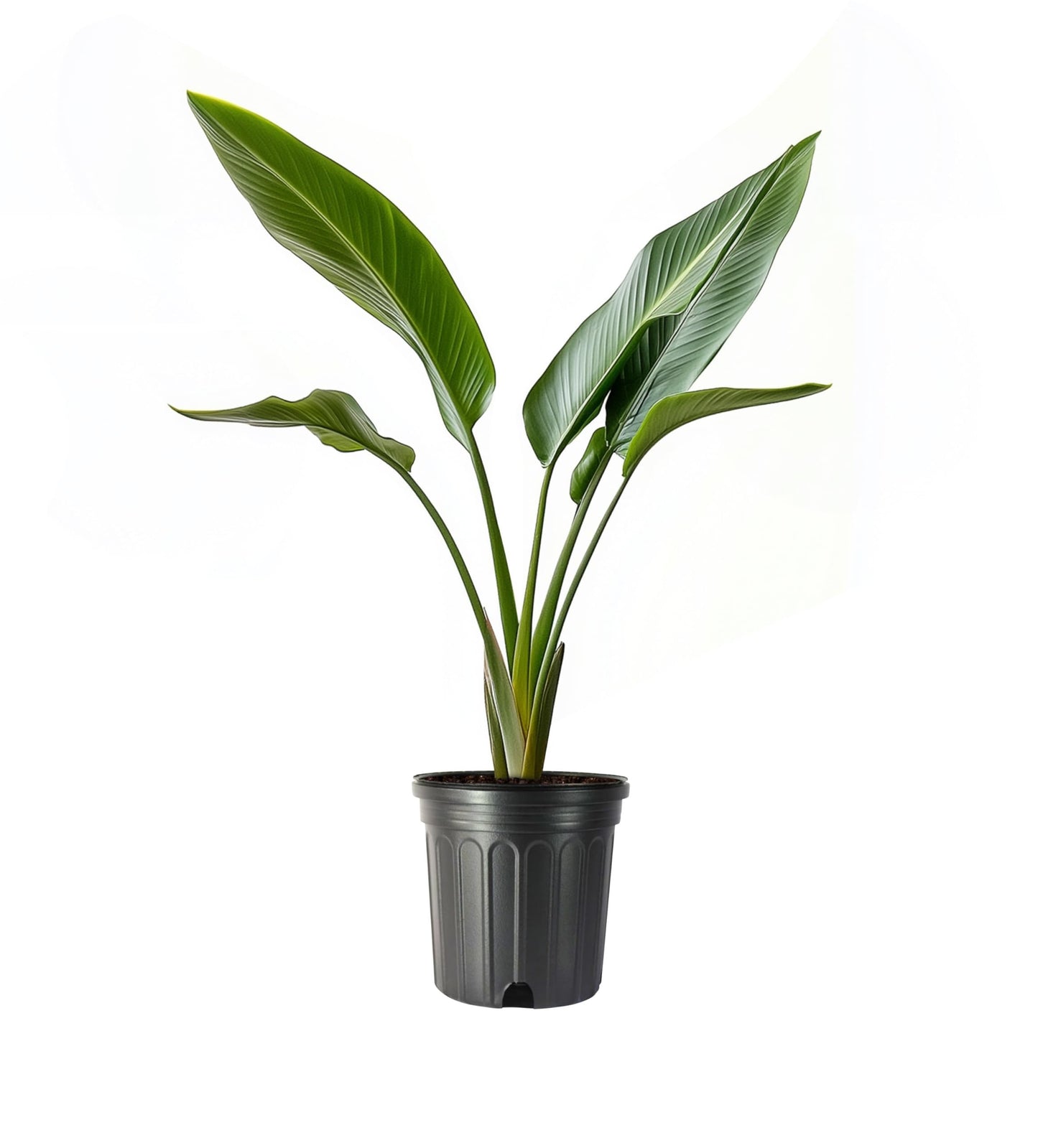 Orange Bird of Paradise | 3 Large Trade Gallon Size Pots | Strelitzia Reginae | Exotic Tropical Plants for Home and Garden | Lush Foliage Accent