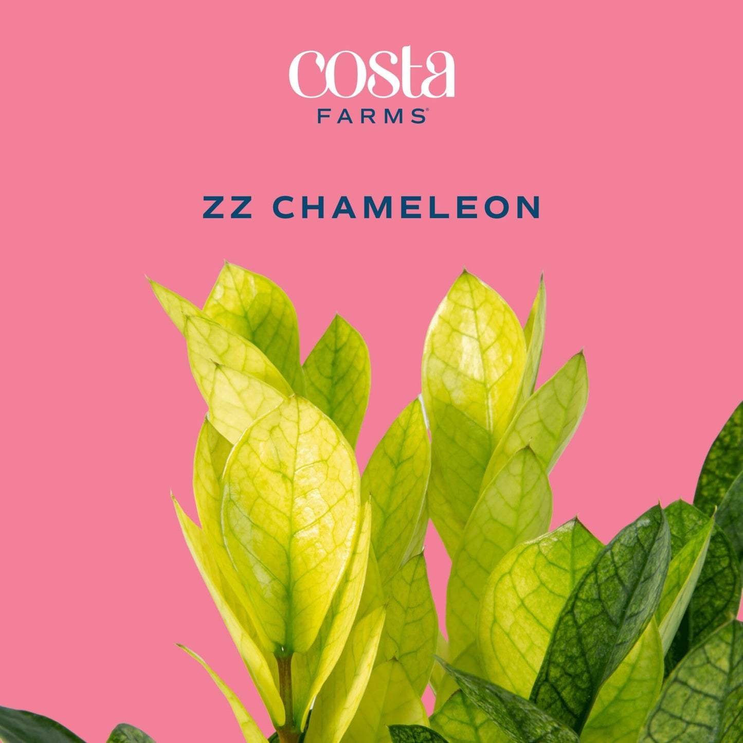 Costa Farms ZZ Chameleon Live Plant in Self Watering Pot, Easy to Maintain, Air Purifying Indoor Houseplant, Home, Room, or Office Decor, House Warming or Birthday Gift, 10-18 Inches Tall
