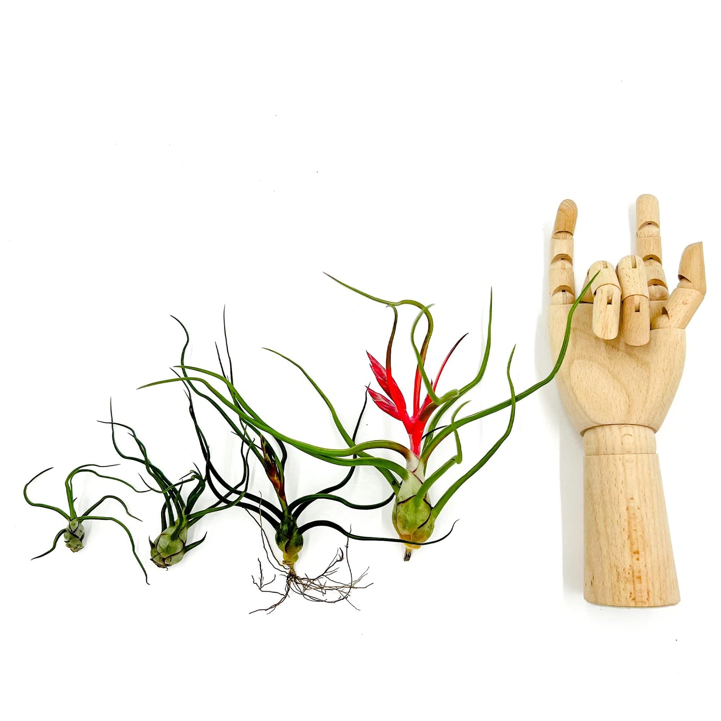 ragnaroc Air Plants - Flowering Tillandsia Bulbosa Belize, Giant 7-9" - 5ct - Live Arrival Guaranteed - House Plants for Home Decor & Gift