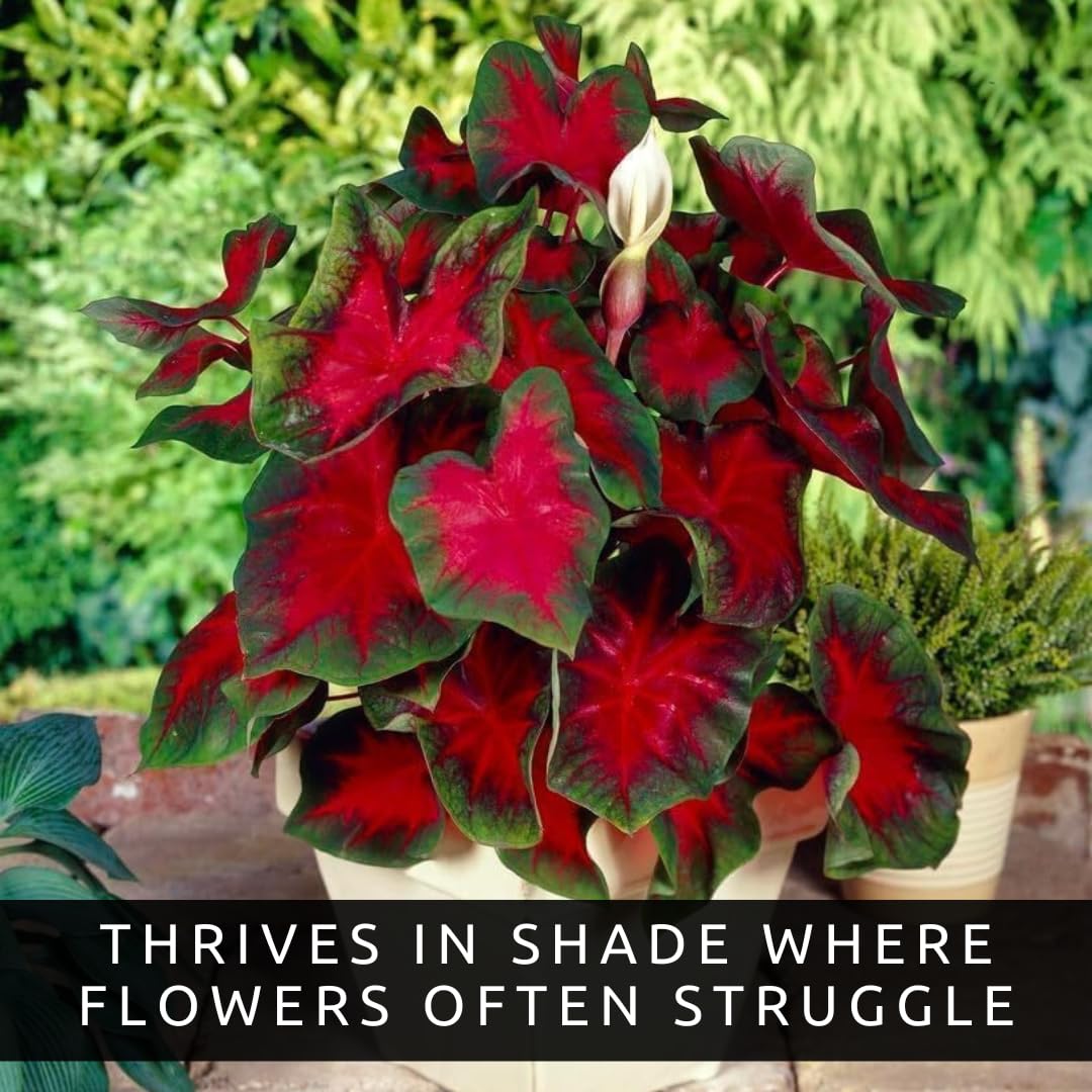 10 Crimson Sky Caladium Bulbs for Planting - Perennial Hosta, Elephant Ears, Fancy (10 Bulbs)