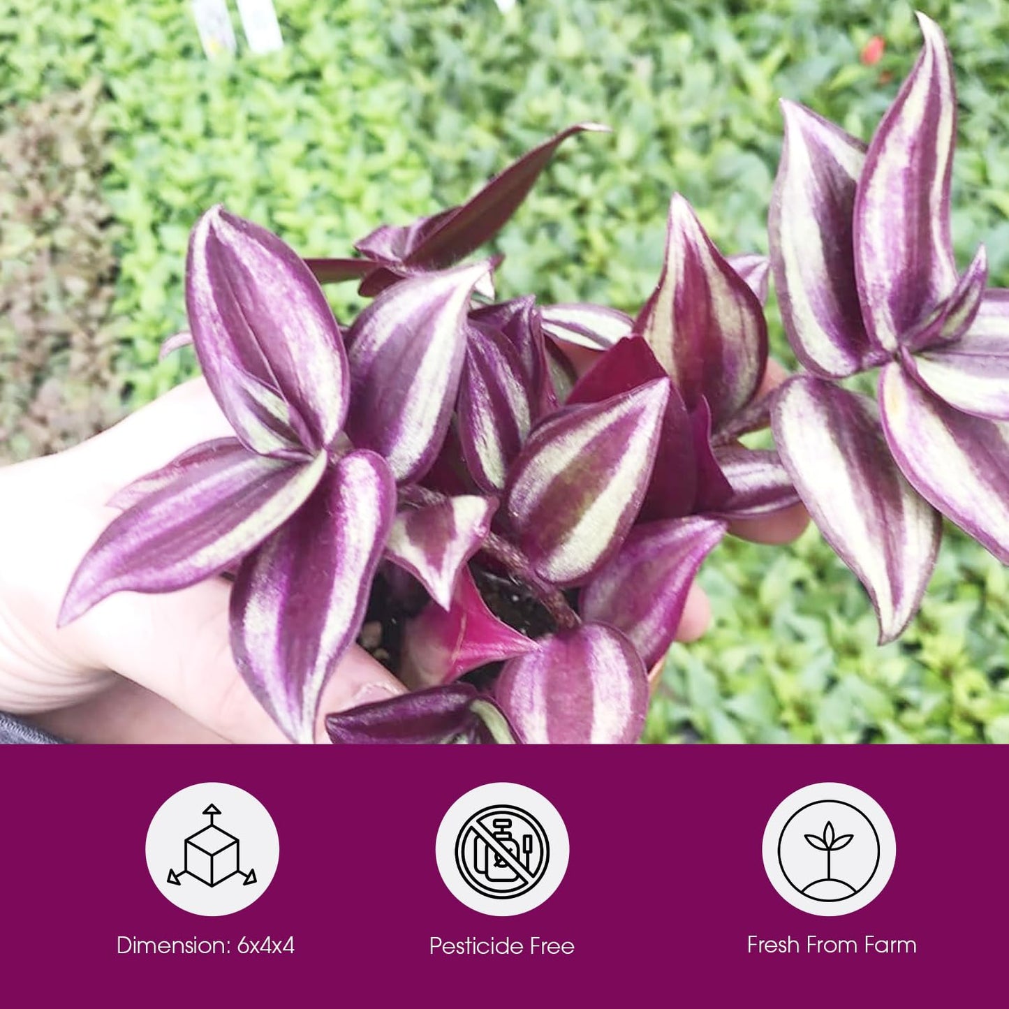 Live Tradescantia Zebrina Plant in 2.5-Inch Pot- Purple Wandering Jew - Easy Live Houseplant for Home & Office Decor - Eye-Catching Silver and Green Foliage - Indoor Gardens Air-Purifying (1)