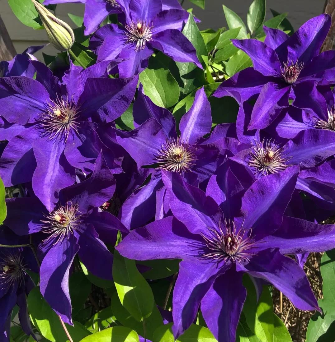 Votaniki Clematis The President Roots - Perennial Flower, Vibrant Blooms | Clematis The President - Starter Plants Ready for The Garden - Purple Blue Flowering Vine, Easy to Grow (1 Pack)
