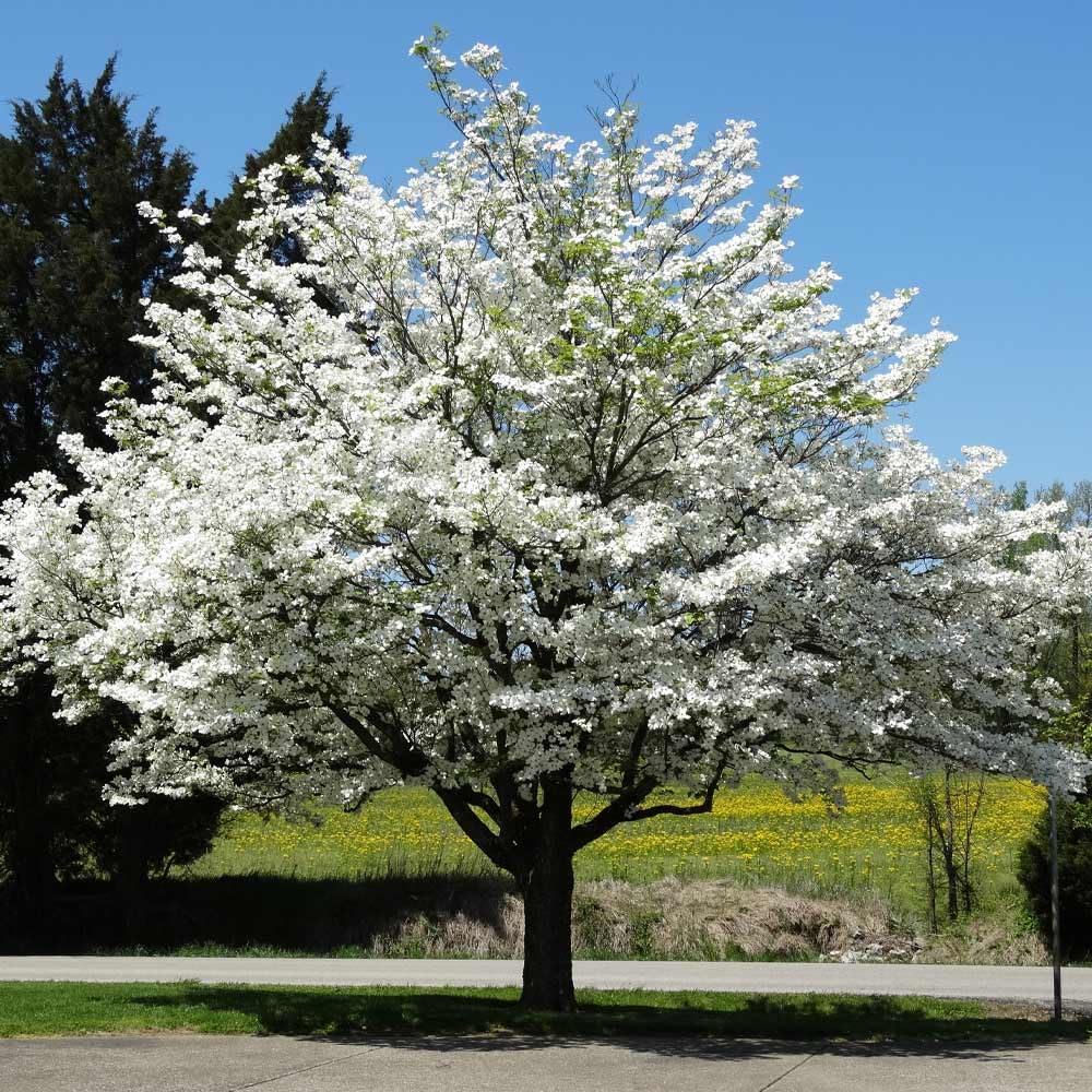 White Dogwood Tree Live Plant, Flowering Ornamental Tree for Growing, 8-14 Inch Tall, in Quart Pot