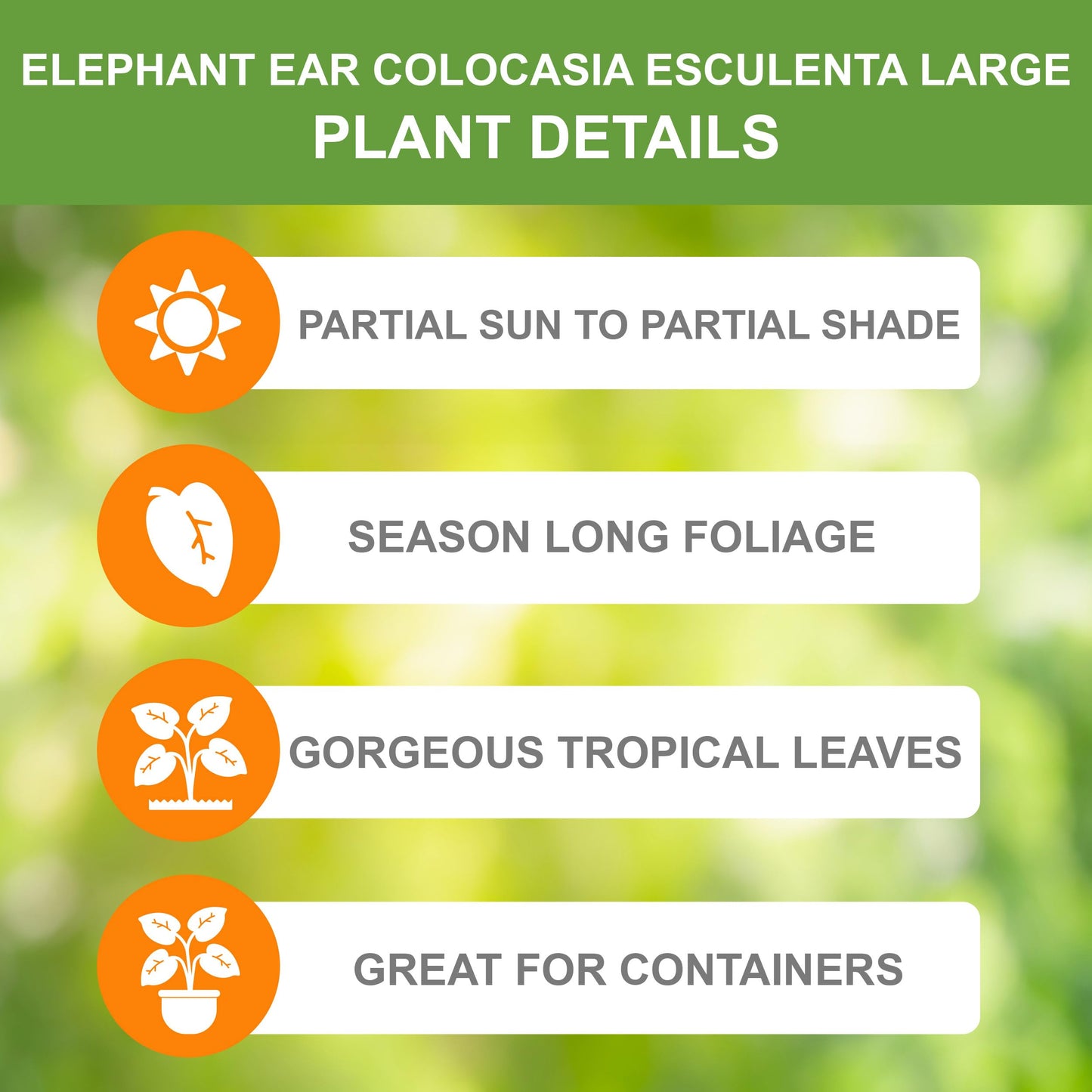 Garden State Bulb Giant Colocasia Elephant Ear Bulbs, 11/13 inches, Spring Planting (Bag of 3)