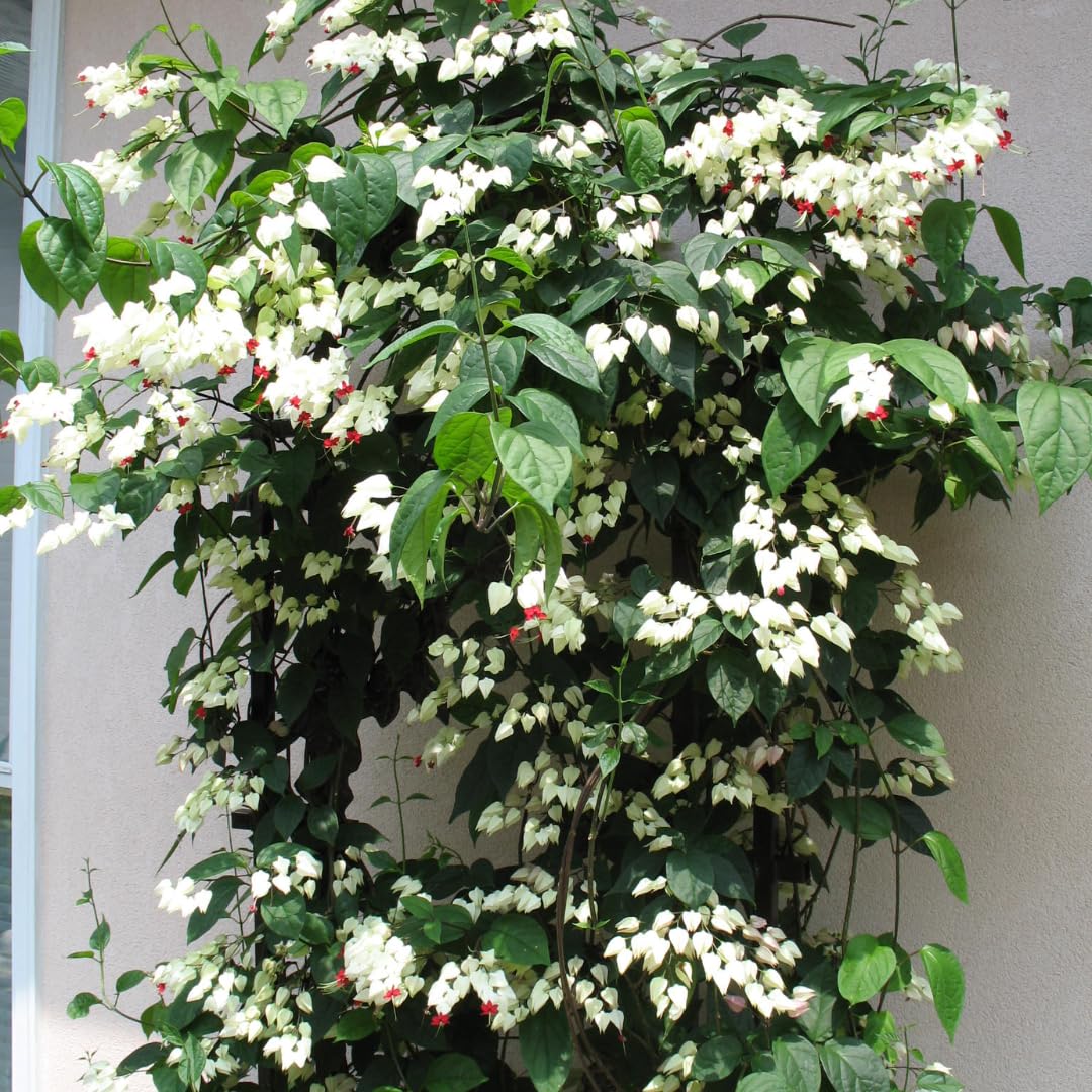 3 Live Bleeding Heart Plants | 4 to 5 Inch Tall | Clerodendrum Plant with White Blossoms | for Trellises, Patios, or Balconies