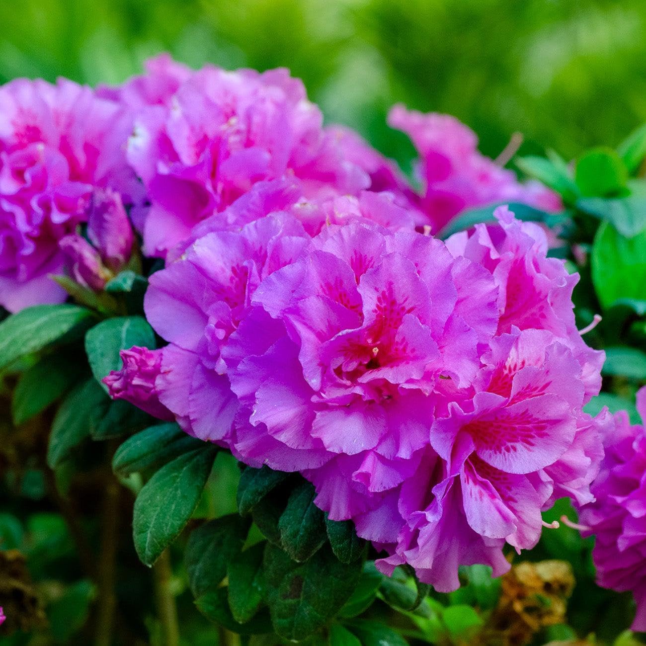 Majesty™ Encore® Azalea Live Plant – Reblooming Purple Flowering Shrub – Evergreen Azalea for Full Sun to Partial Shade – Spring, Summer & Fall Blooms (2 Gallon Plant)