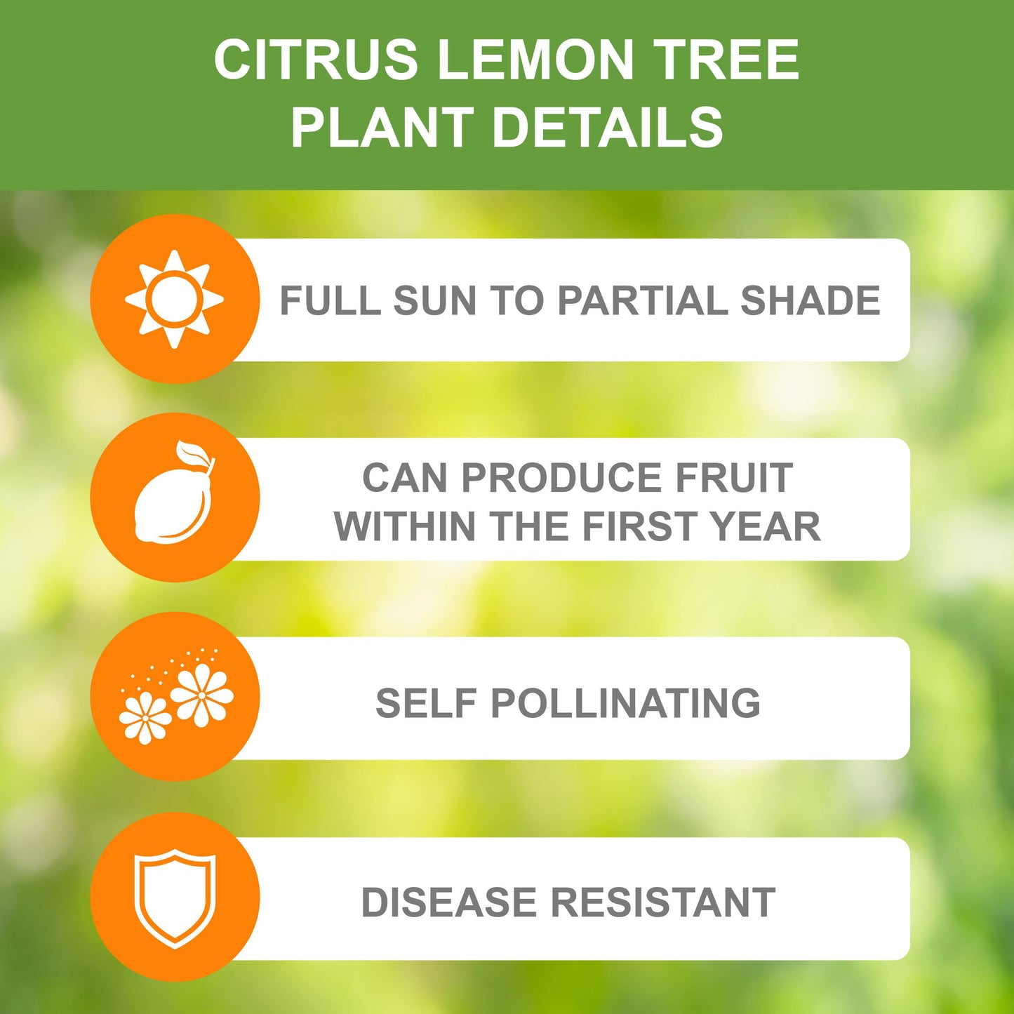 Garden State Bulb Meyer Lemon Tree, Citrus Live Plant (1 Gallon Growers Pot) Cannot Ship FL, AZ, CA, TX, LA