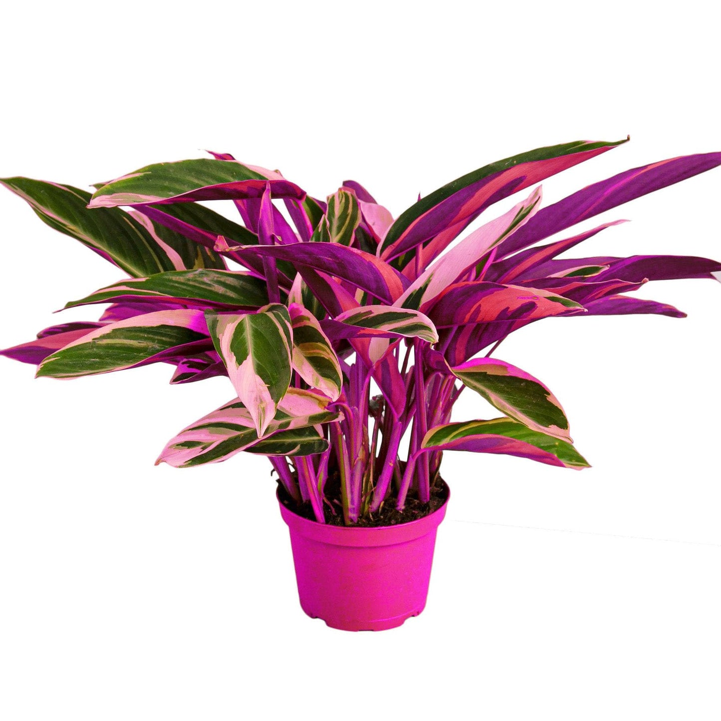 Stromanthe Triostar in 4in Pot - Live Plants Tropical Houseplants | Variegated | USA Growers | The Snobby Leaf