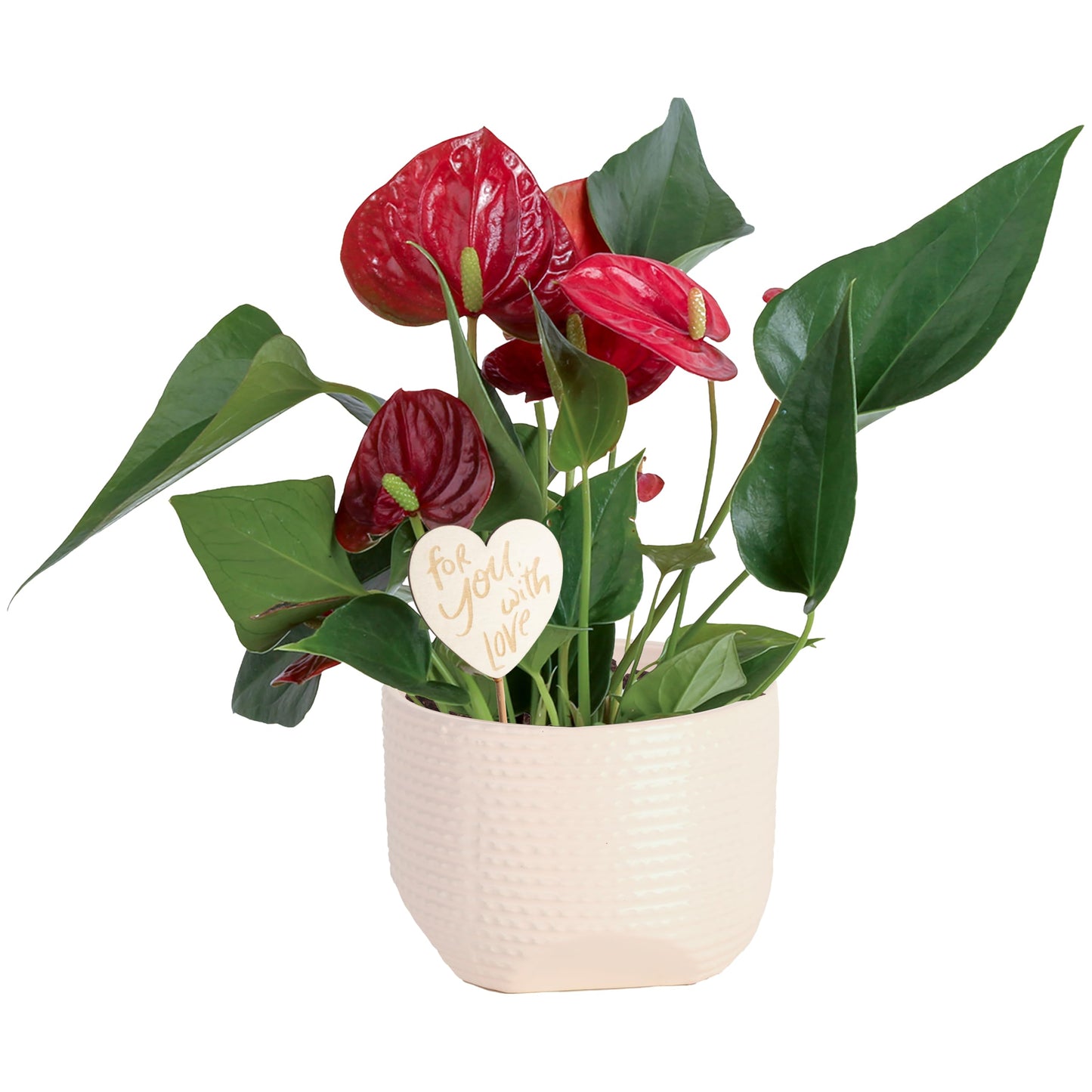 Costa Farms Anthurium, Flamingo Flower Live Plant in Decorative Pot, Air Purifying Flowering Indoor Houseplant, Home, Room, or Office Decor, House Warming or Birthday Gift, 10-14 Inches Tall