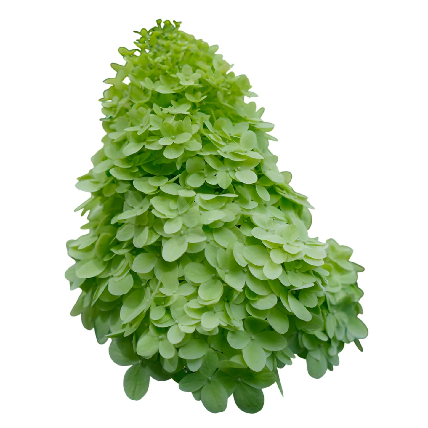 Limelight Prime Hydrangea – Hardy Upright Shrub with Early-Blooming Lime Green to Creamy White Flowers (3 Gallon/Potted/Single Plant)
