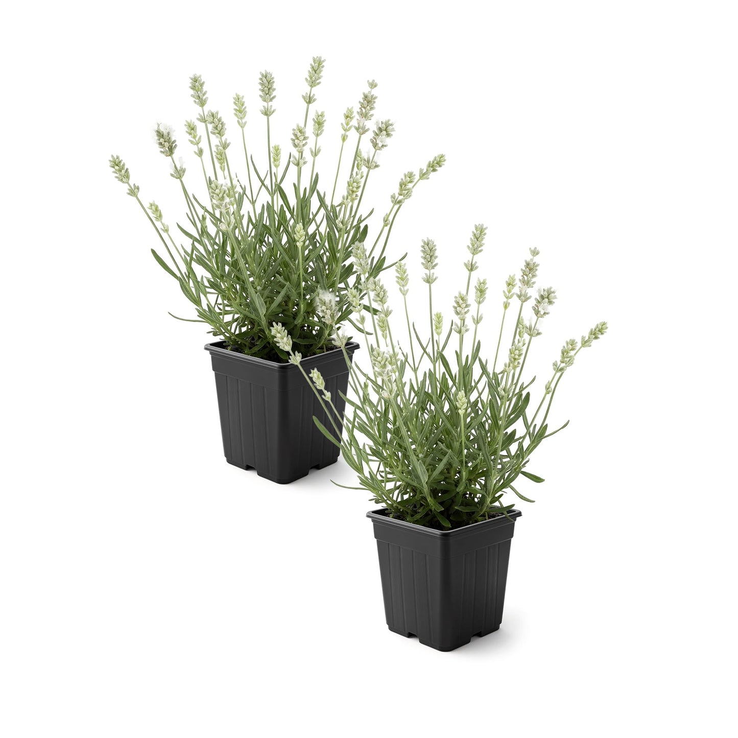 Live Lavender 2-Pack – White – Fragrant Sun Perennial Herb, Pollinator Friendly, 10” Tall, 1 Qt Pot