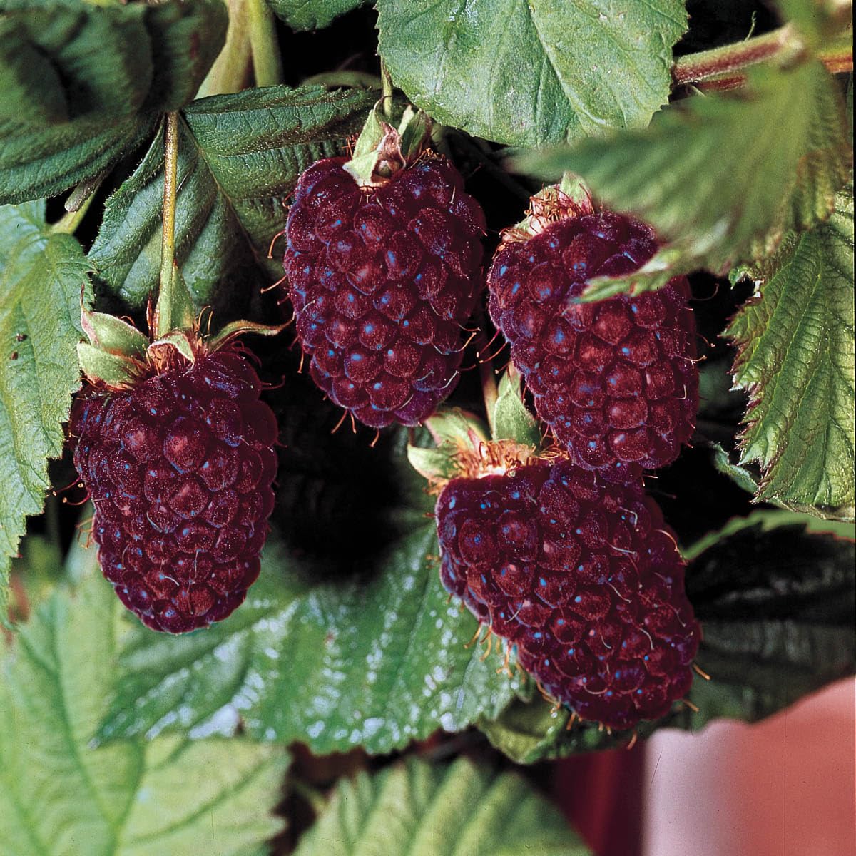 Thornless Boysenberry Dormant Bare Root Fruit Bearing Starter Plants - 2 Starter Plants per Offer