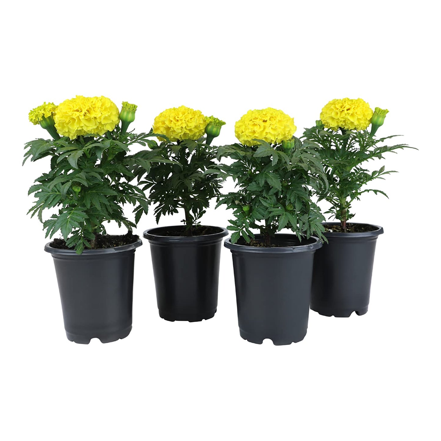Yellow African Marigold Flower (4 Pack), Outdoor Flowering Plants, Easy Outdoor Gardening, Real Marigolds, Flowers for Garden, Porch & Patio Plants by Plants for Pets