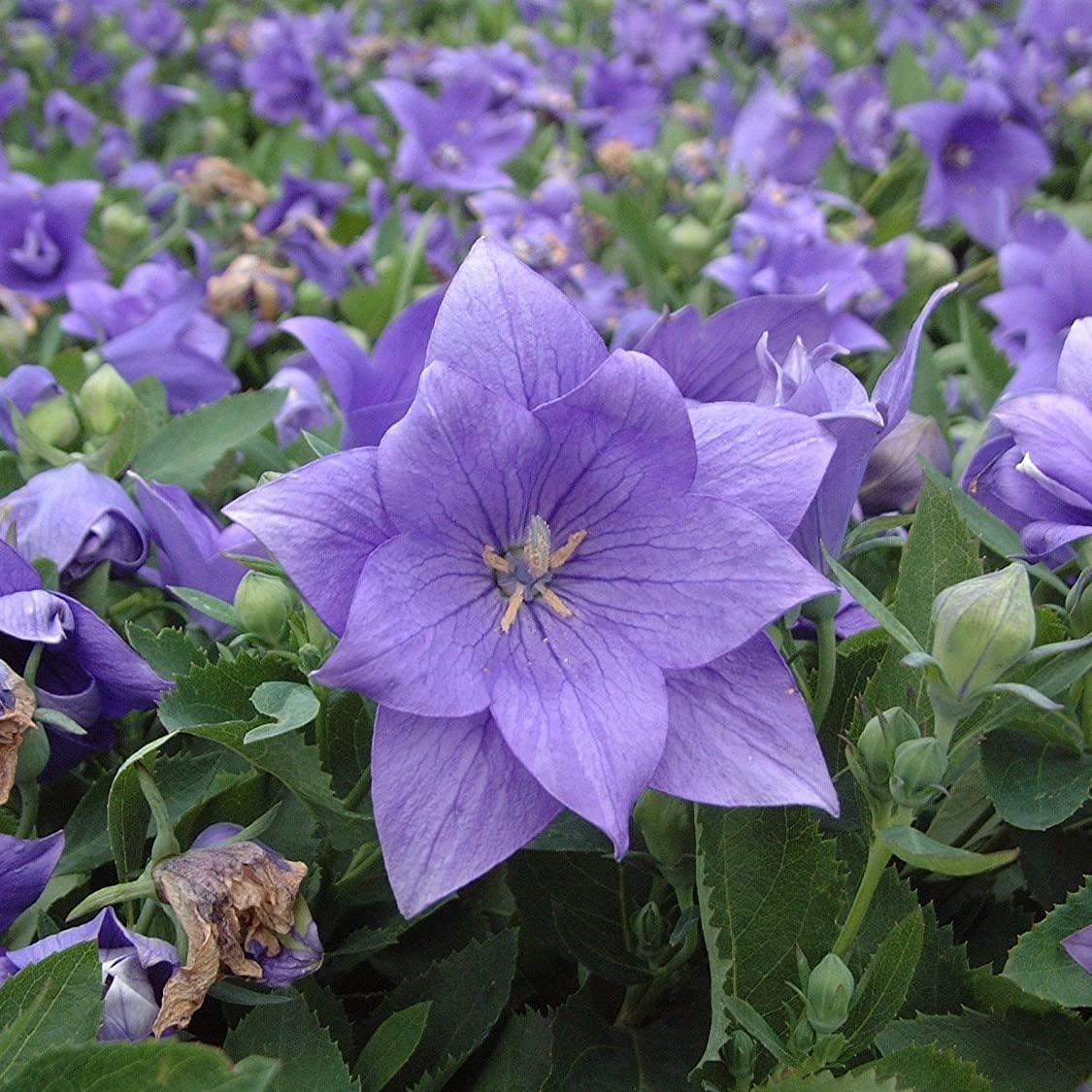 Palm Beach Medicinal Herbs - Balloon Flower (Platycodon grandiflorus) - Packet of 40 Seeds