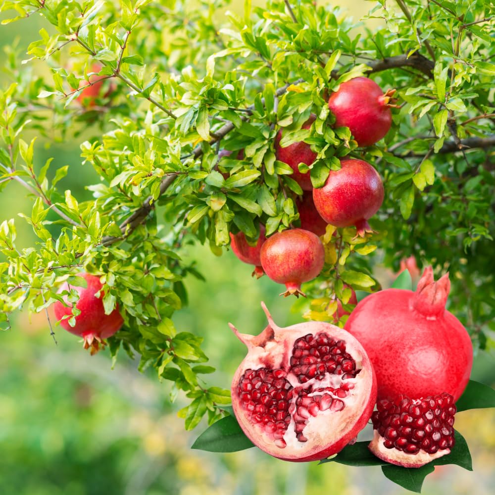 Pomegranate Tree Live Plant in 1 Gal Pot, Live Sweet Pomegranate Plants, 1-2 Feet Tall, Sweet Fruit Tree, Fast-Growing and High Yielding, No to CA