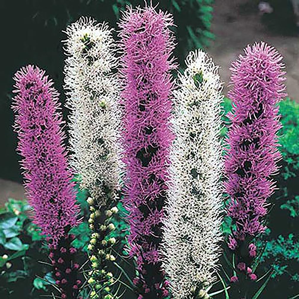 White Liatris Spicata - 5 Bulbs, Blazing Star Plant, Elegant Perennial Liatris, Ideal for Garden Beds & Borders, Easy to Grow, Stunning Vertical White Flowers for Landscapes - Largest Size Corms
