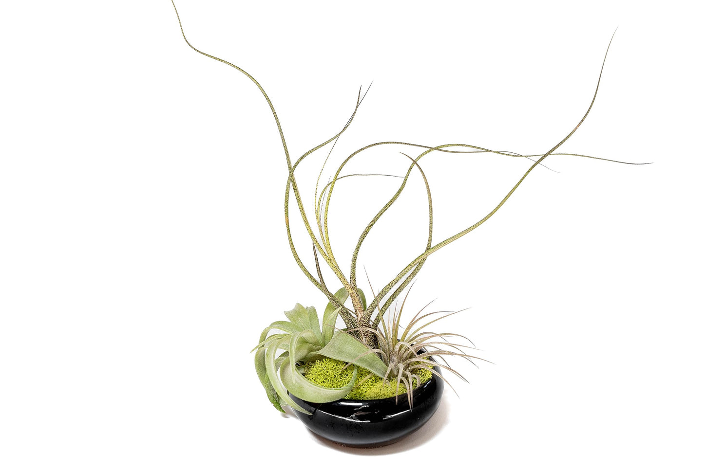 Air Plant Shop Fully Assembled Tillandsia Air Plant Dish Garden in Black Glazed Container - Wholesale and Bulk - Succulents - Live Tillandsia - Easy Care Indoor and Outdoor House Plants