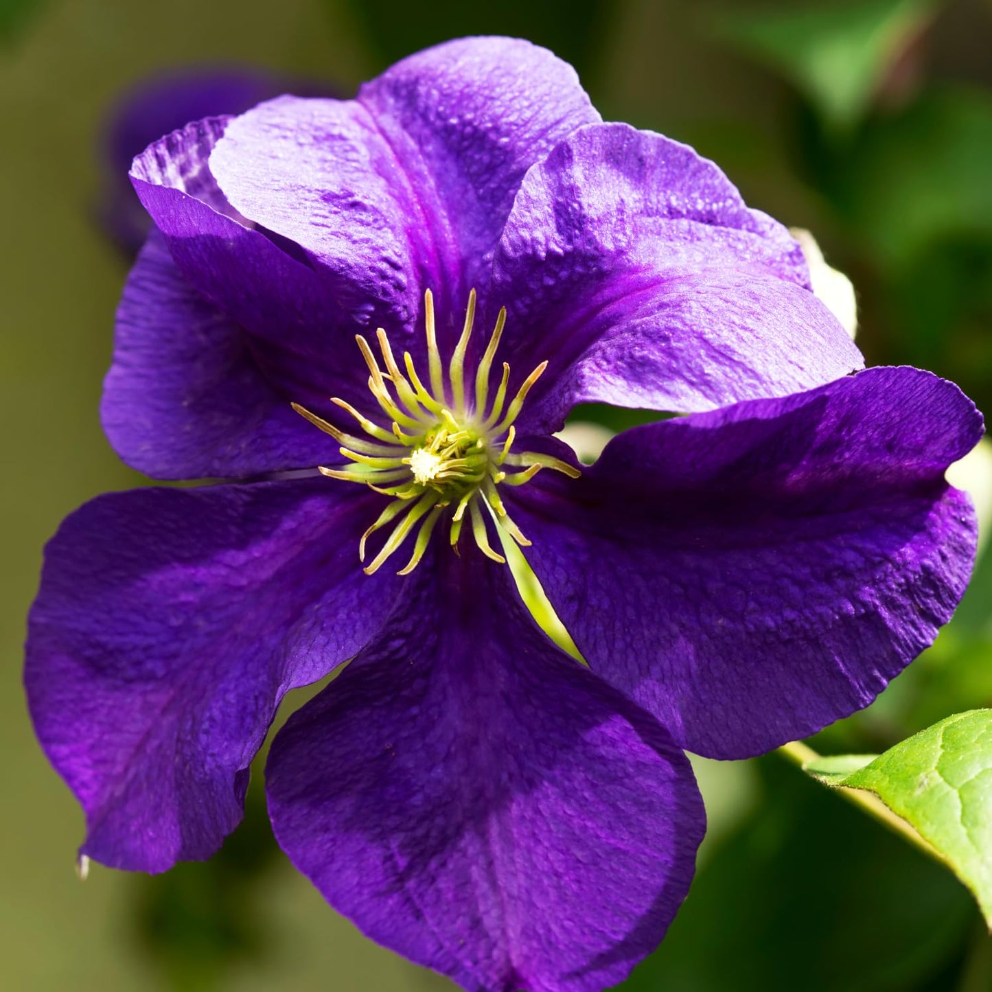 Purple Clematis Vine Live Plant Clematis Flower Perennial Starter Plant in 2.5 Inches Pot