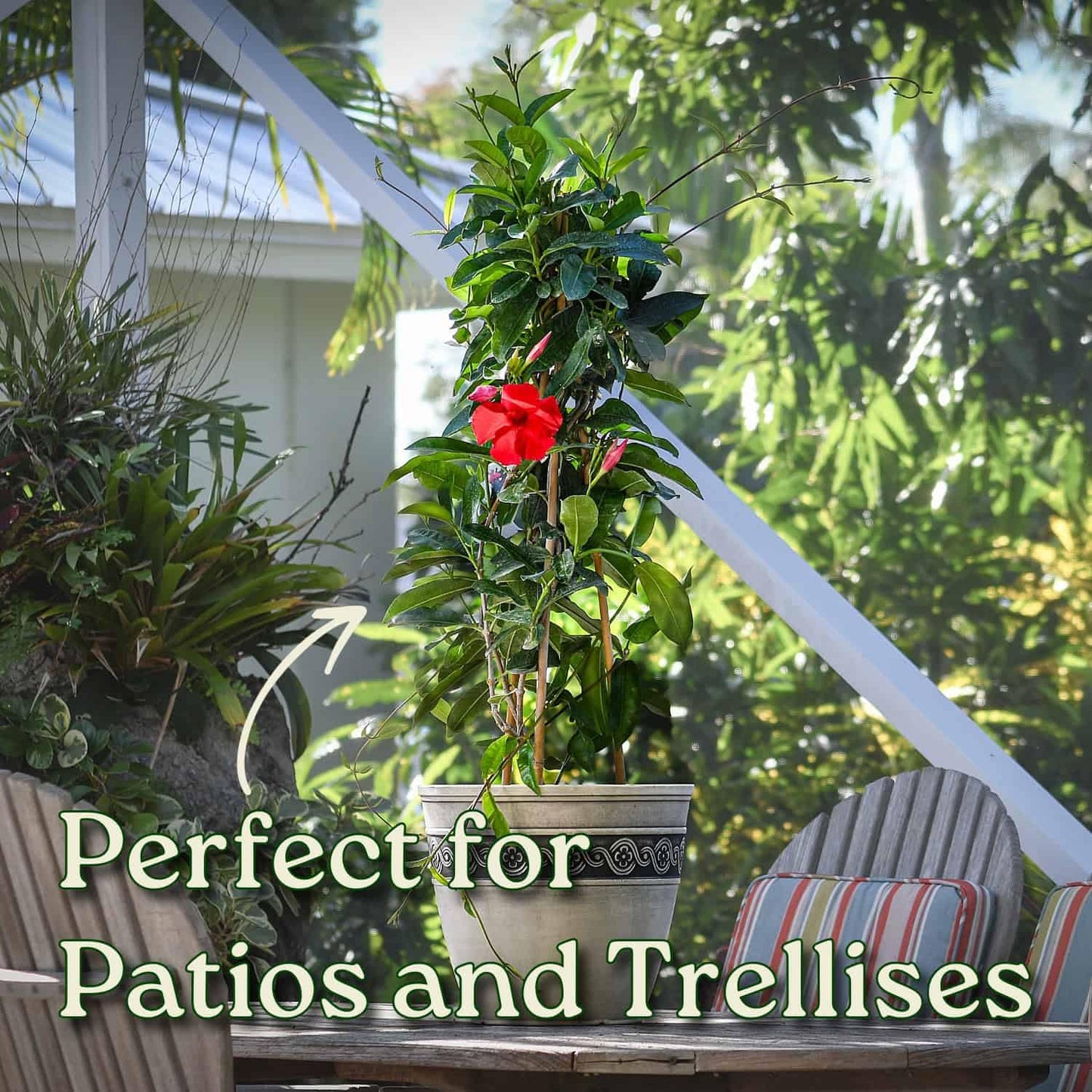Mandevilla Live Plant - Trellis - Red Giant Flowering Mandevilla - Tropical Plants of Florida - Overall Height 36" (Plant Only)