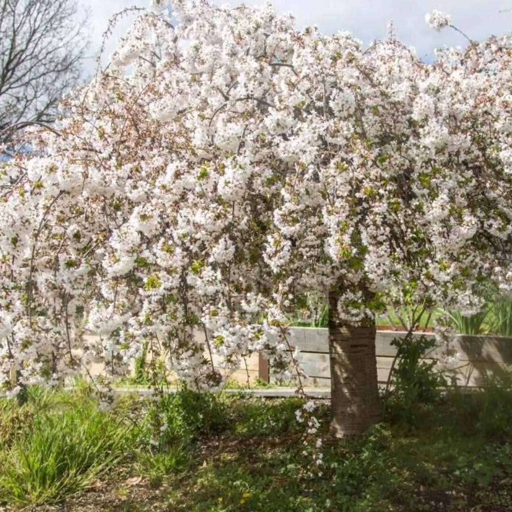 2 Weeping Cherry Blossom Tree Plants, 8 to 12 Inch Tall Live Cherry Blossom Plant in Pot, White Weeping Cherry Blossom Flowers Live Plant, Cherry Blossom Tree Live Ready to Plant