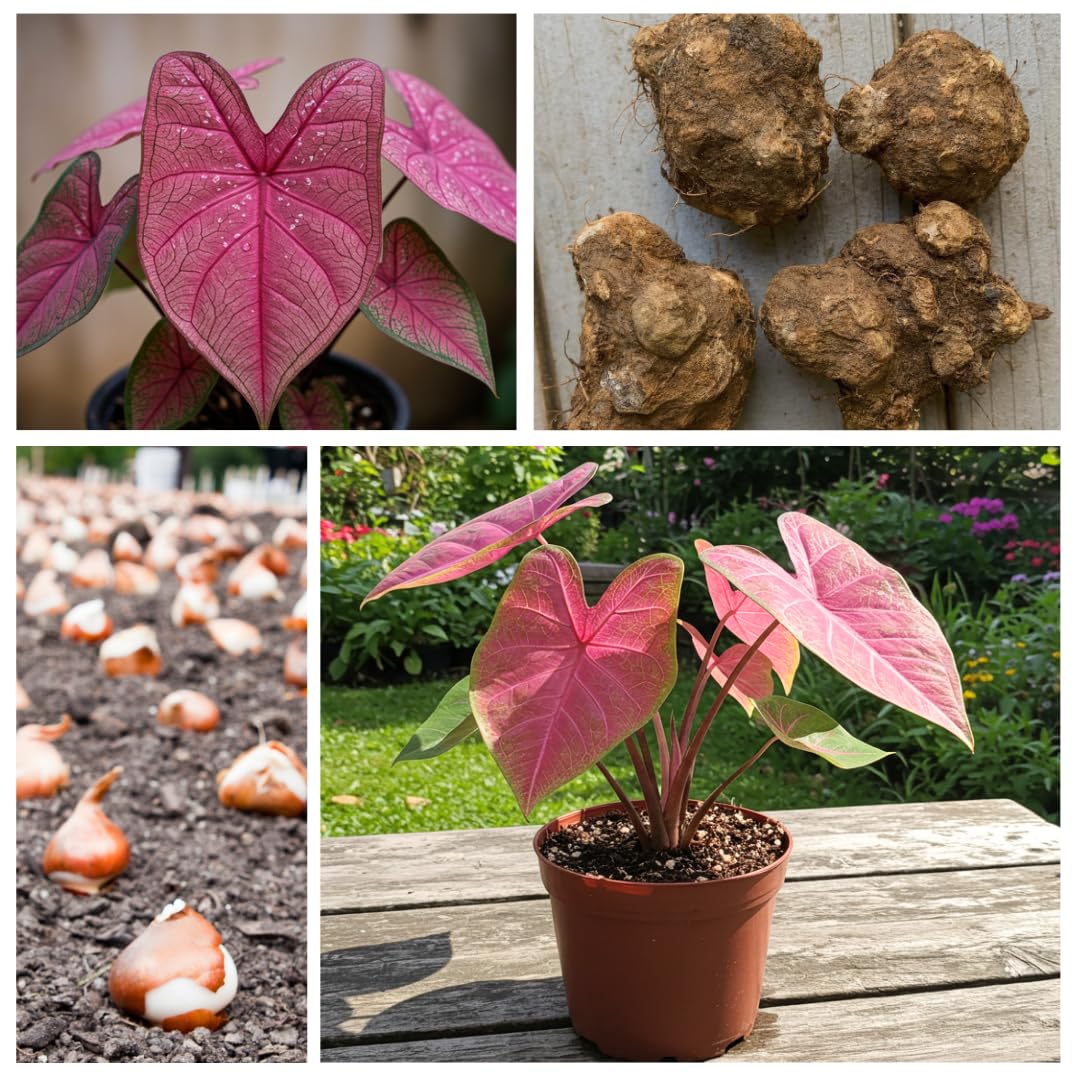 6 Pinky Swear Caladium Bulbs for Planting - Perennial Hosta, Elephant Ears, Fancy (6 Bulbs)