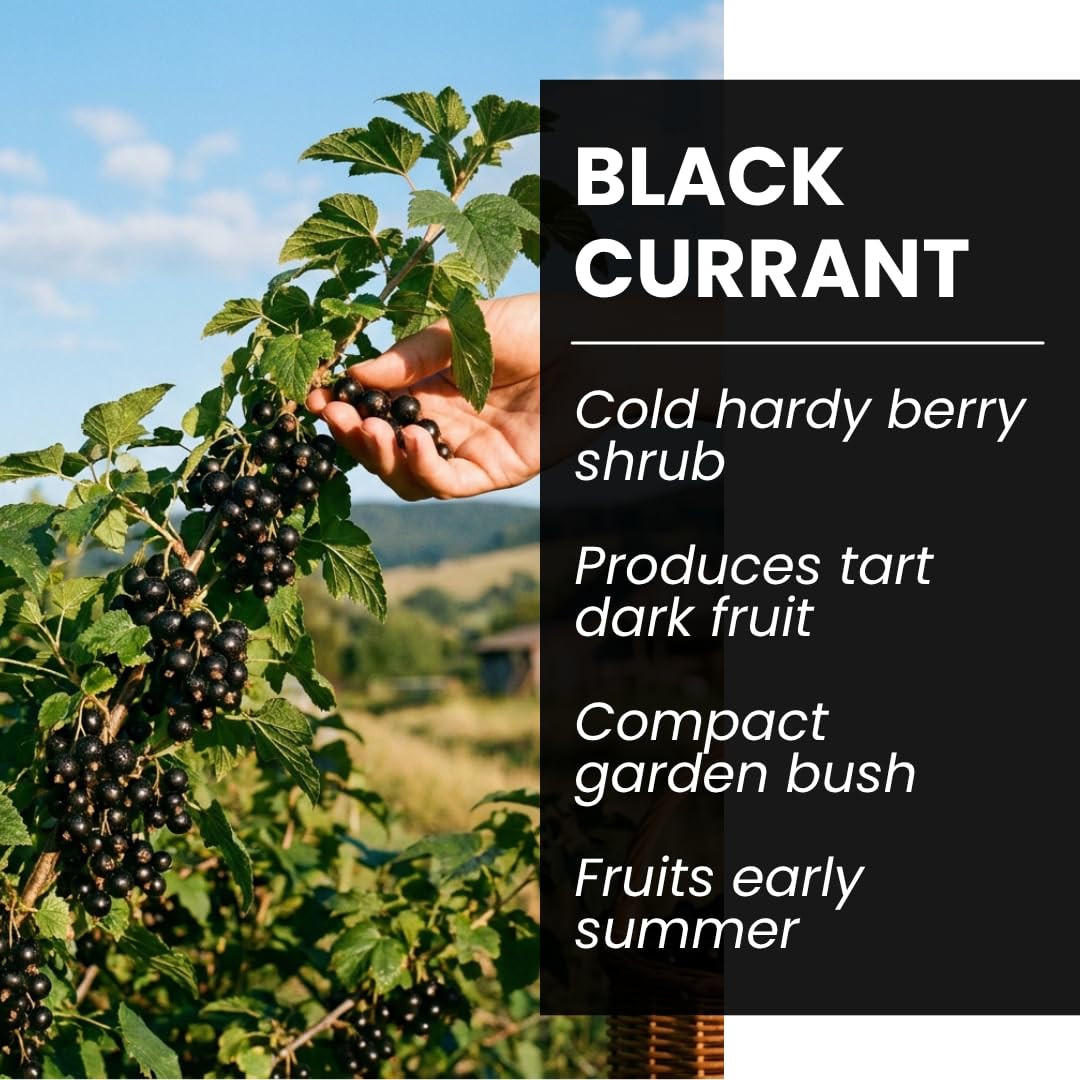 Black Currant Seedlings for Planting - Rooted and Ready to Plant - Consort Black Currant (2 Seedlings)