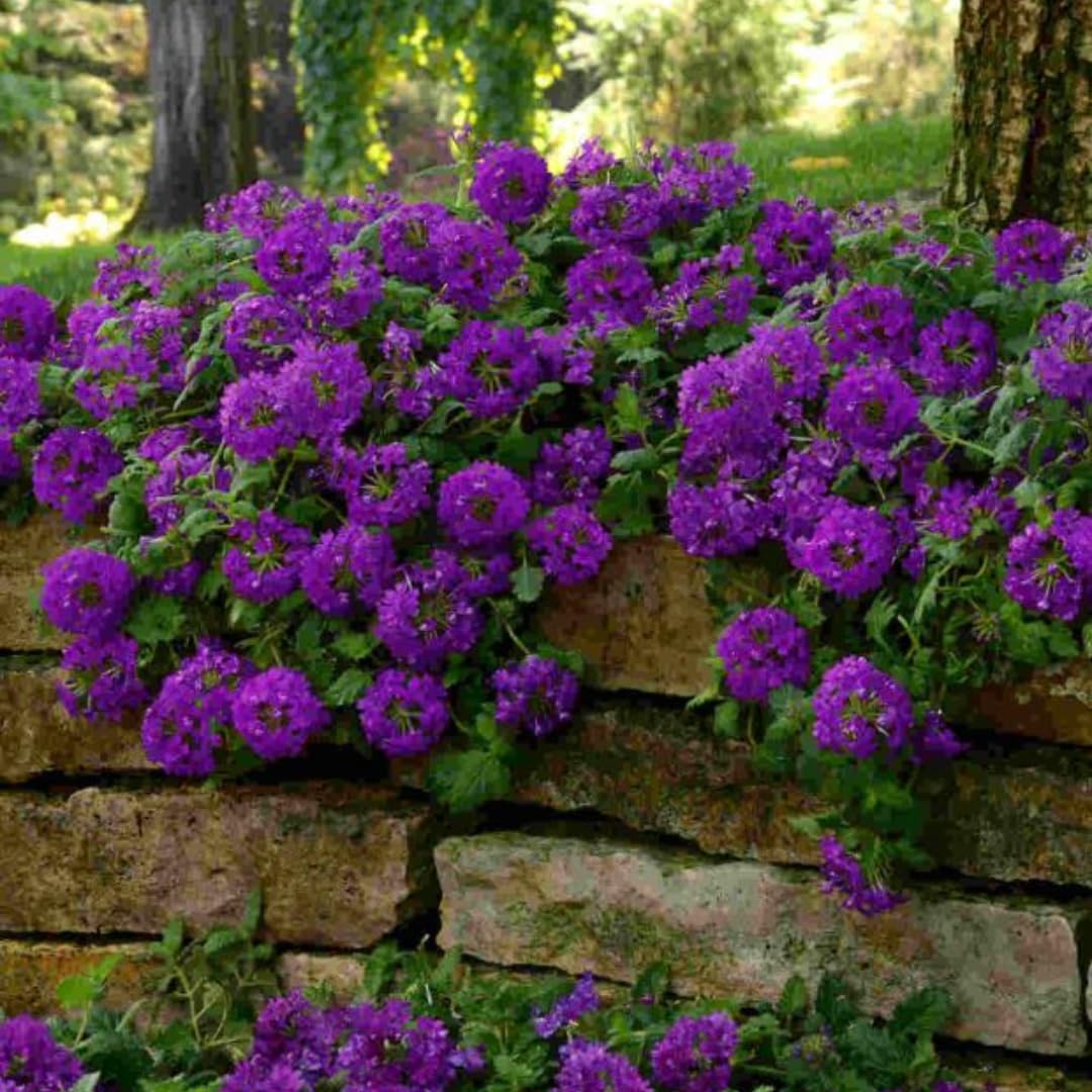2 Purple Verbena Plants Live Perennial Groundcover Spring Blooms, 5-9” Tall, Hardy Violet Purple Flower Plants for Outdoor Planting