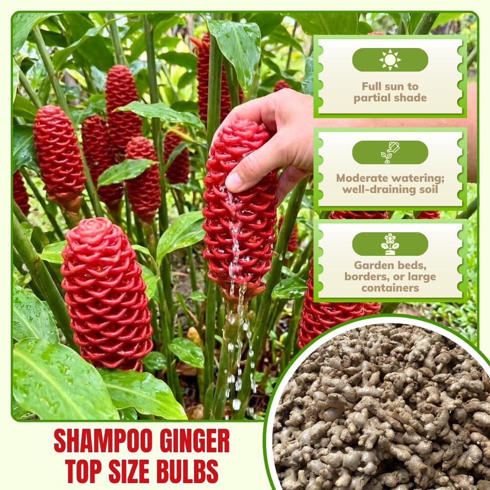 4 Awapuhi Shampoo Ginger Roots, Zingiber Zerumbet Fresh Ginger Rhizomes, Hawaiian Ginger Lily Flower Perennial Garden Simple to Grow