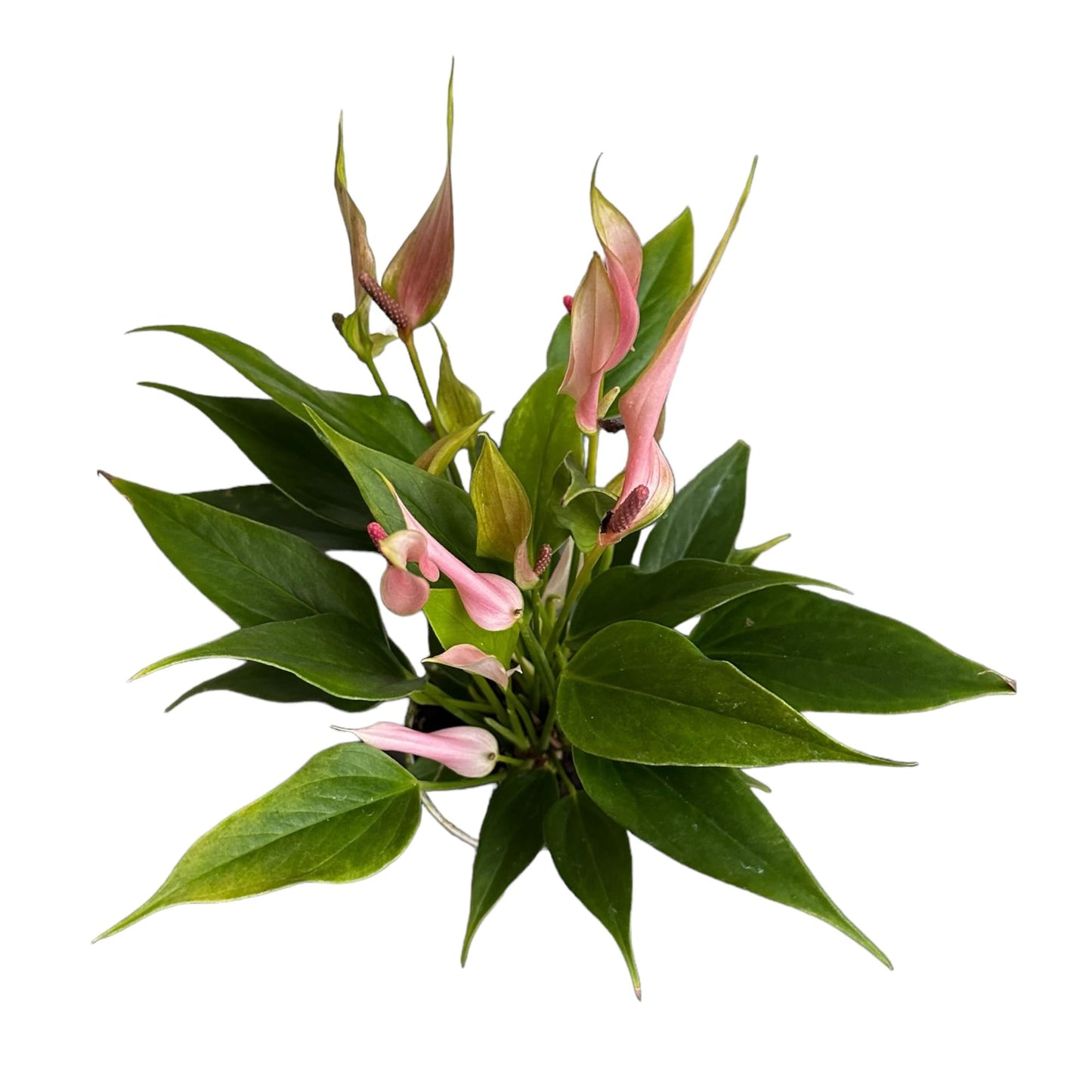 Hopewind Plants Shop Anthurium (12"-14" Tall) Unique and Gorgeous Live Indoor Plant, Easy Care and Easy to Grow, Bloom Plant, 4 inch Pot (Lily Pink)