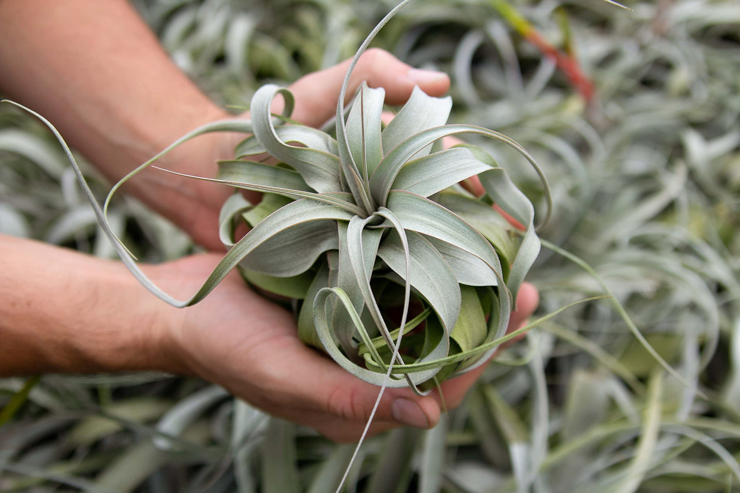 6 Pack Large Xerographica Air Plants 5 to 7 Inch Wide - Air Plants Live Tillandsia Succulent House Plants Holders- Available in Wholesale and Bulk Air Plant- Easy Care Indoor and Outdoor Plants