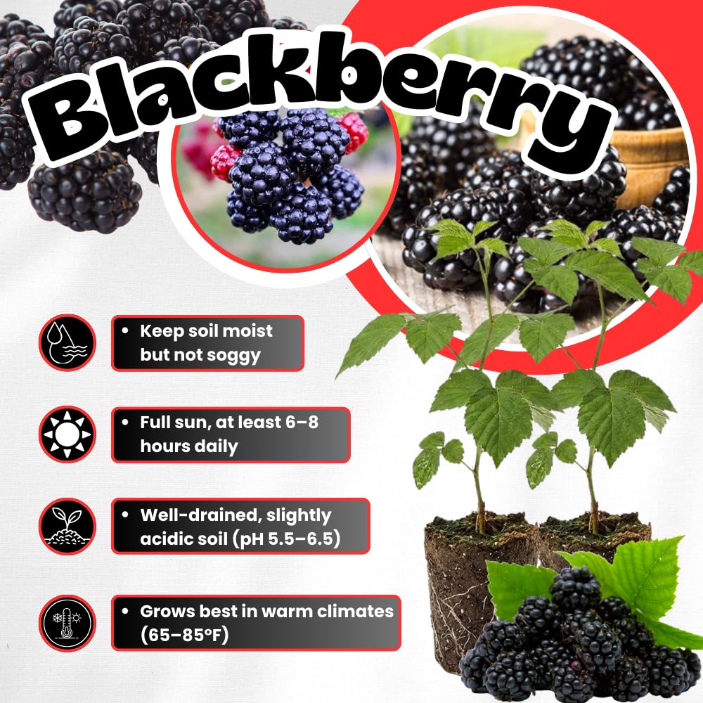 Pack 2 Thornless BlackBerry Plants Live, 4-8 Inch Tall, BlackBerry Bush Live Plant, Sweet Blackberries Fruit Indoor Outdoor (Osage BlackBerry)