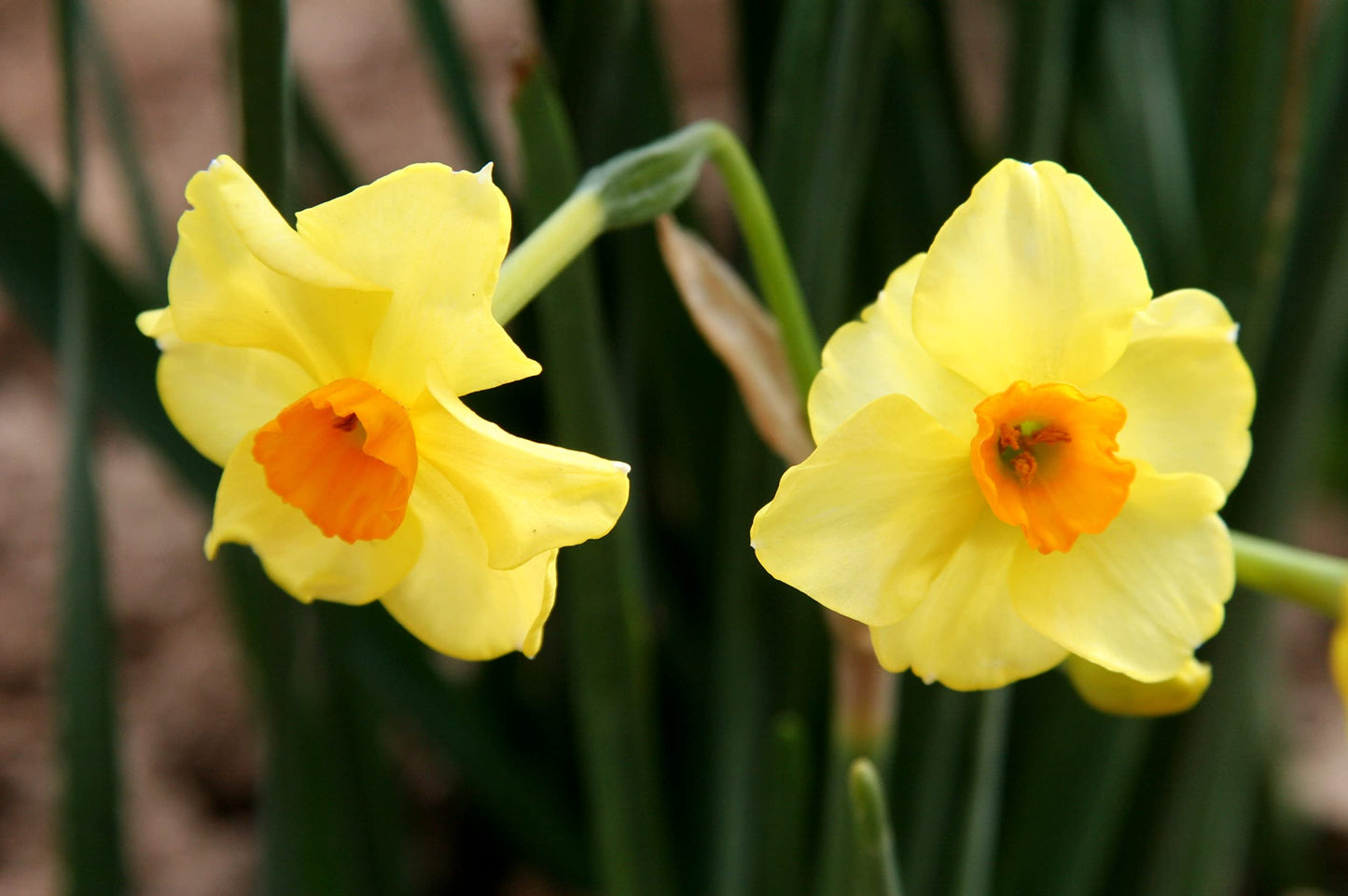 Yellow Daffodils for Your Garden Now (Golden Dawn) - 10 Healthy Bulbs