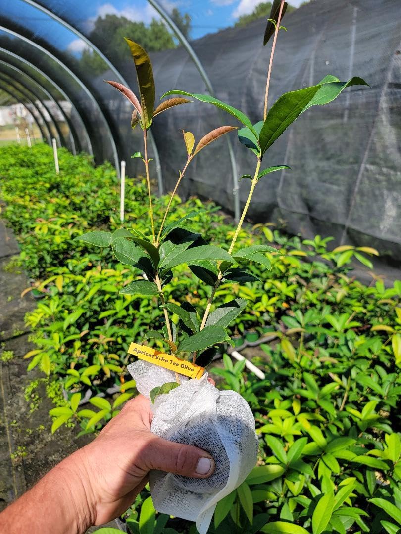 Live Plant - Apricot Echo Orange Tea Olive (Osmanthus) - Live Plant - (1 Qt)