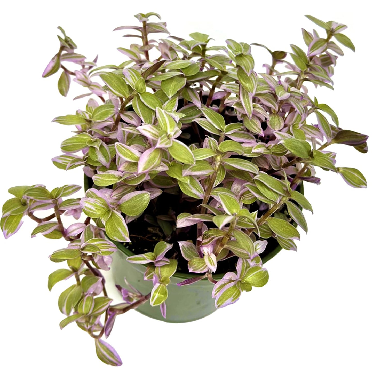 Live Succulents 3.5 Inch Pink Lady Callisia Repens with Hanging Basket - Turtle Vine Succulents Live - Fully Rooted Easy to Grow Houseplants for Home Office Wedding Decor & Gift (Heat Pack Included)