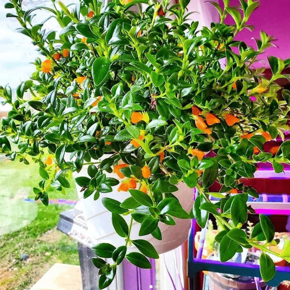 Tropical Goldfish Plant Live, 4" Potted Trailing Houseplant for Indoor or Patio Hanging