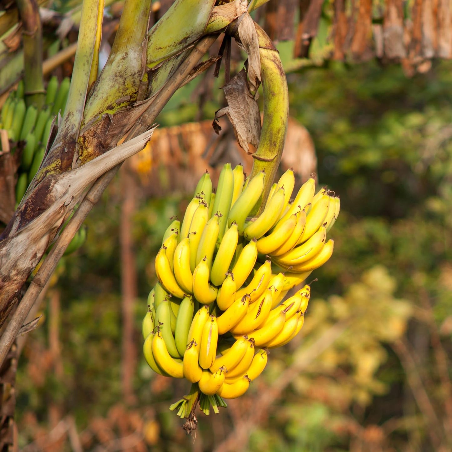 Dwarf Cavendish Banana Tree Live Plant, Well Rooted 4-8" Tall, Cold Hardy Tropical Banana Plant Live Well Rooted, Live Banana Fruit
