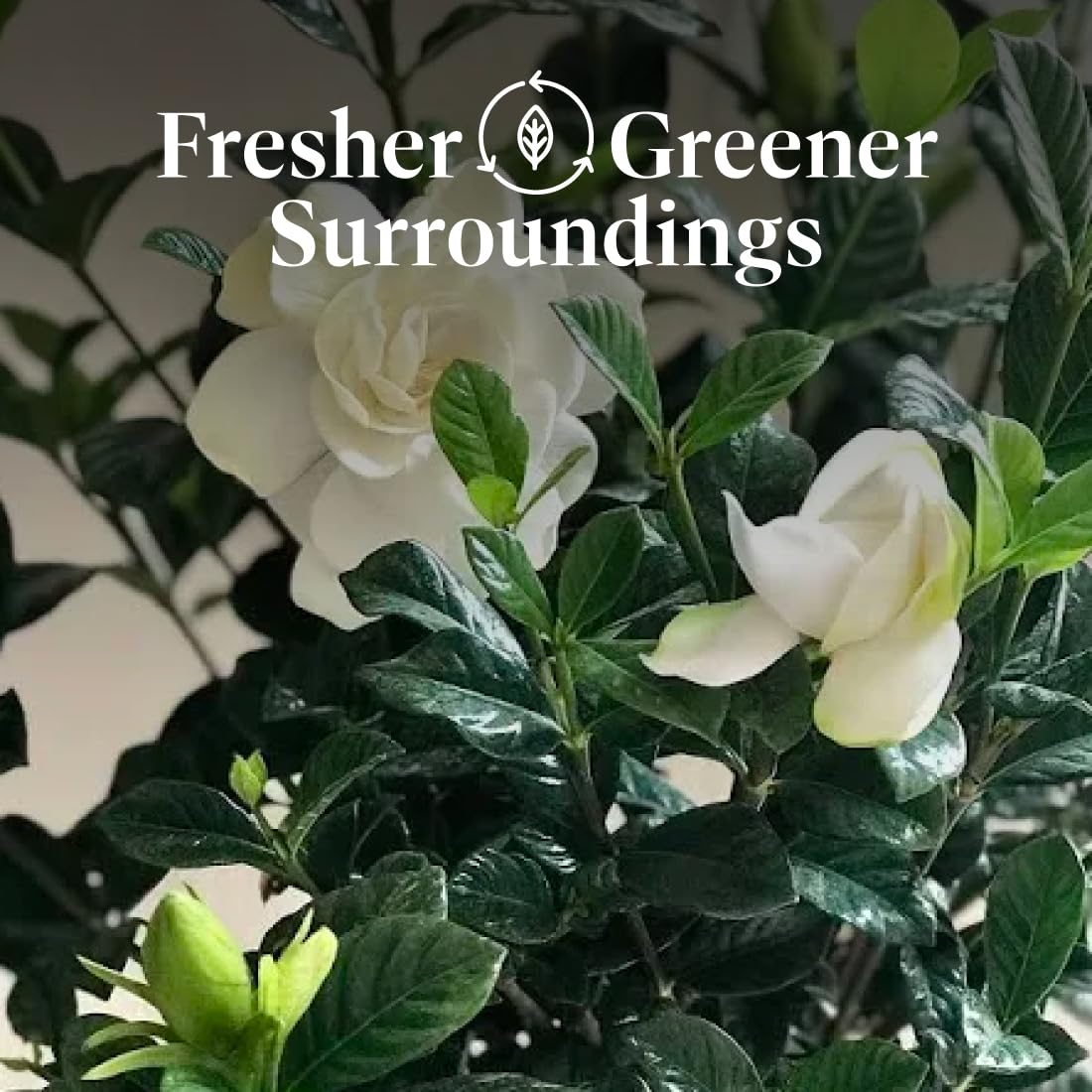 American Plant Exchange Gardenia Radicans – Live 10-Inch Potted Shrub, Fragrant White Blooms, Easy-Care Evergreen for Indoor & Outdoor Use, Home, Patio & Landscape Décor