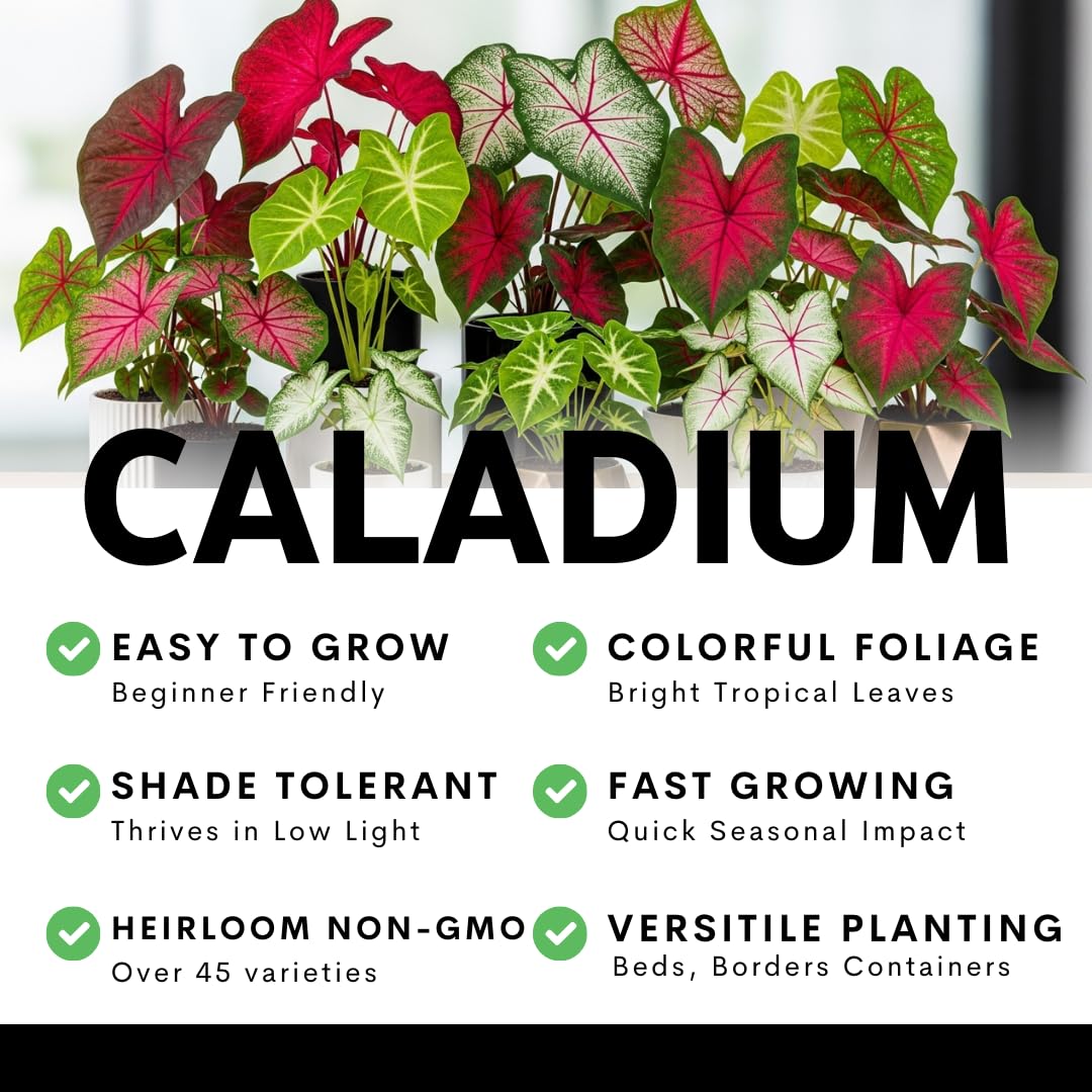 2 Wine Splashed Caladium Bulbs for Planting - Beautiful Spotted Leafs Stand Out - Perennial Hosta, Elephant Ears, Fancy (2 Bulbs)