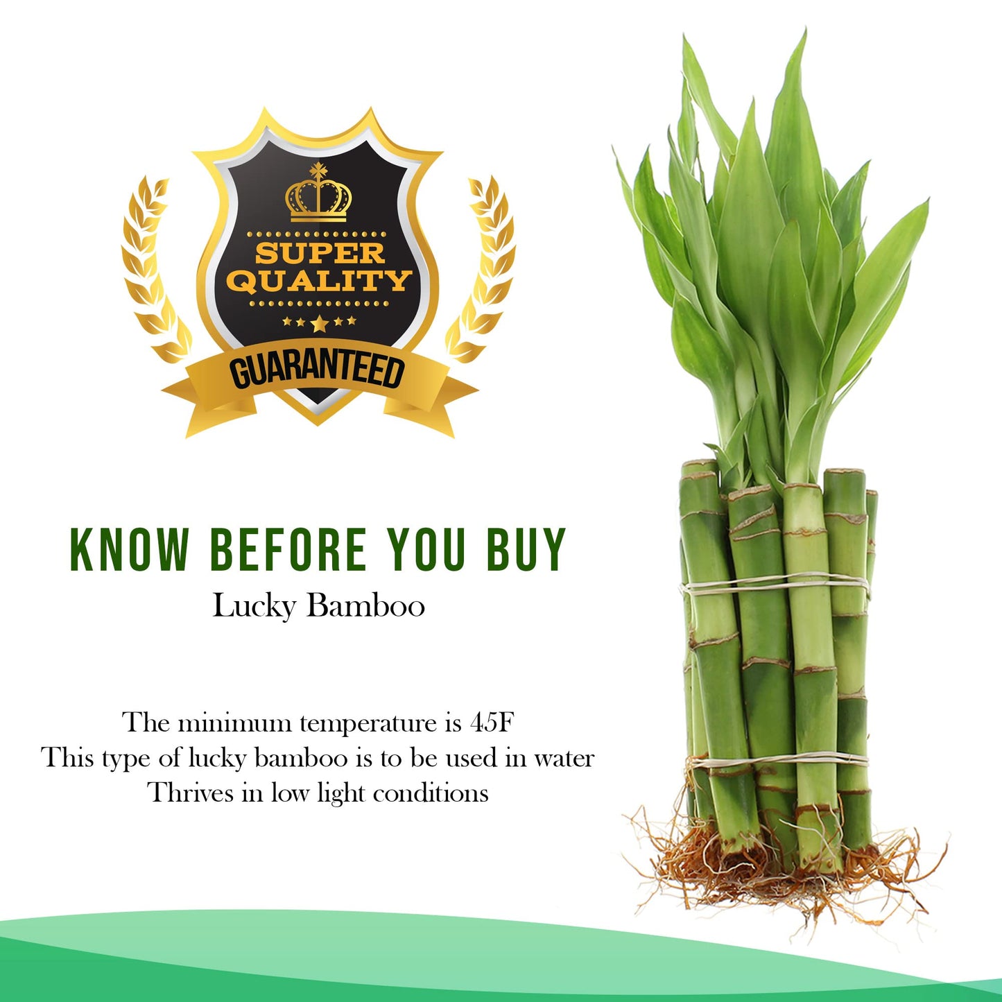 3 Stalk Live Lucky Bamboo Arrangement in Mini Color Ceramic Vase - Colorful Poterry, Indoor House Plants, Feng Shui, Lucky Plant, Houseplant (Plum)