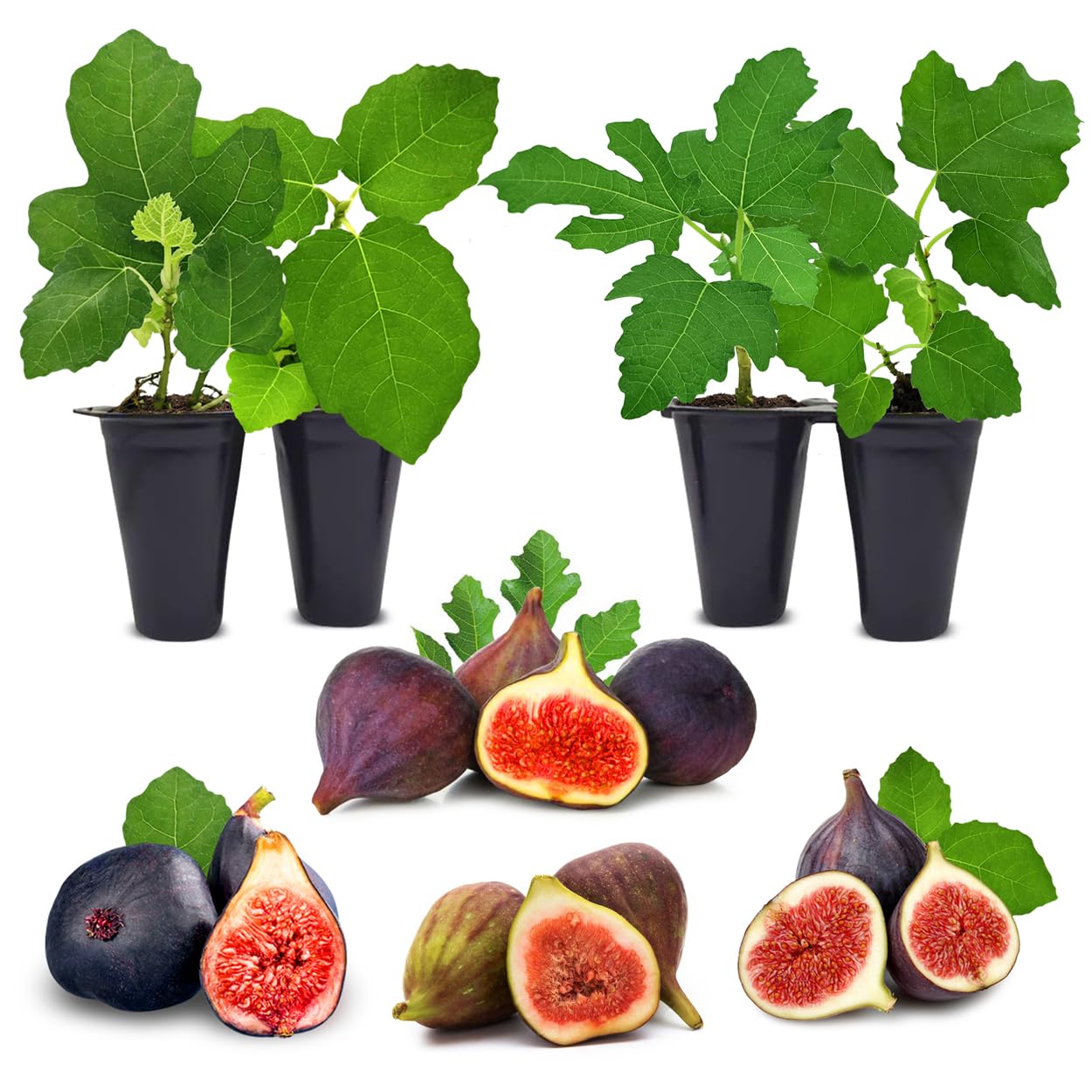 Fig Tree Collection (4 Pack) Edible Fruit Plant from Our Optimal Picks | Easy to Grow Plants for Sustainable Living | Grow Your own Food on Your Edible Organic Garden | Live for Planting | No Seeds