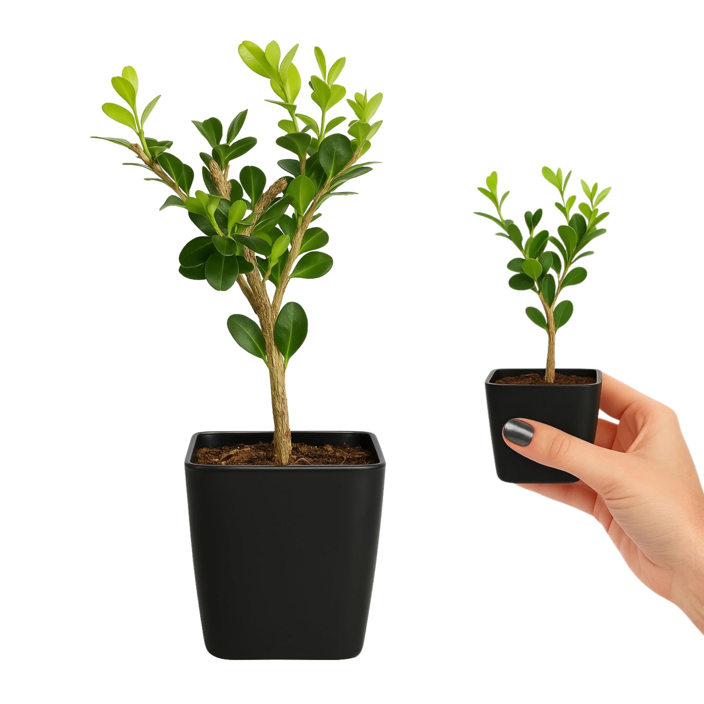 My Shelfie – Winter Gem Boxwood Bonsai Starter Tree (Buxus microphylla Japonica ‘Winter Gem’), 2-Inch Live Evergreen Shrub for Indoor or Outdoor Garden, Landscape, and Home Décor (1)
