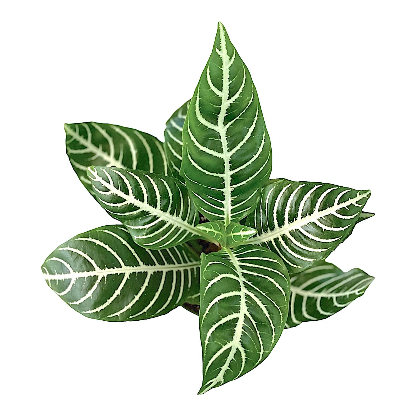 Snow White Zebra Plant - Aphelandra - Exotic and Unique House Live Plant - 4 inch Pot - Hopewind Plants Shop