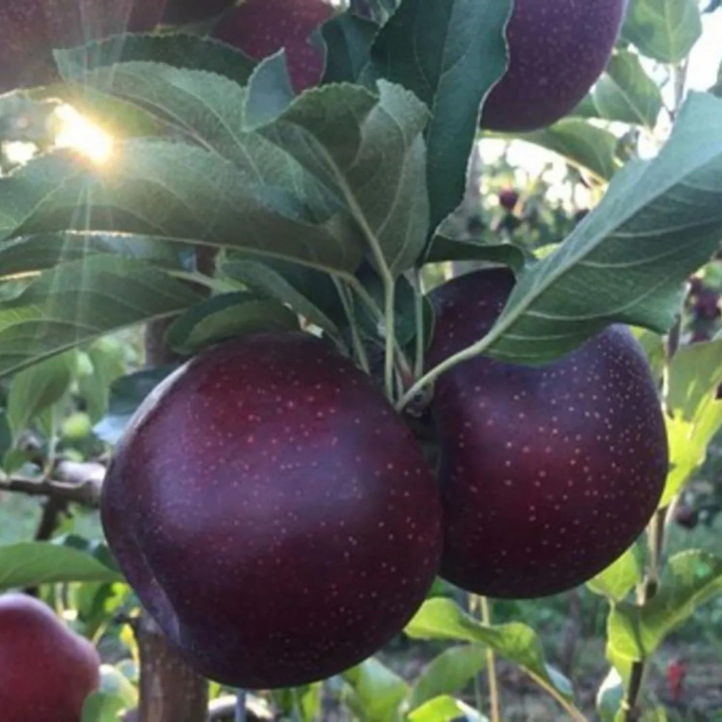 Black Apple Tree Live Plant, Sweet Apple Plant Live for Planting 18-24 Inch Tall, Bareroot, Live Apple Tree Plant, Black Apple Fruit Tree Ready to Grow Your Garden