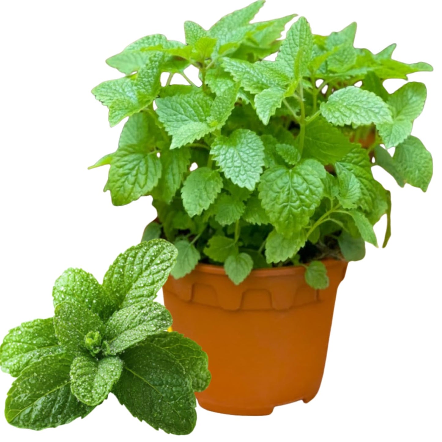 Set of 6 Spearmint Mint Live Herb Plants, 3–6 Inches Tall, Fragrant Mint Plants for Indoor Outdoor Garden, Patio, and Culinary Growing