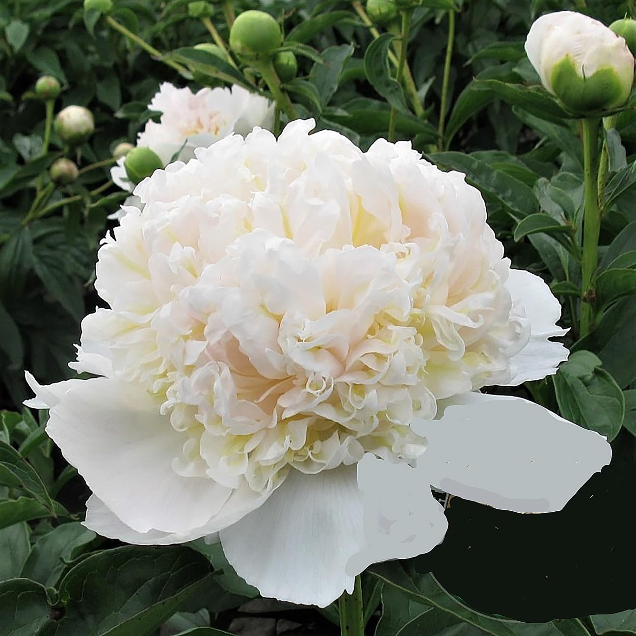 Top Brass Double White Peony - Live Peonies Bulbs for Planting | Bare Root Peony Plant