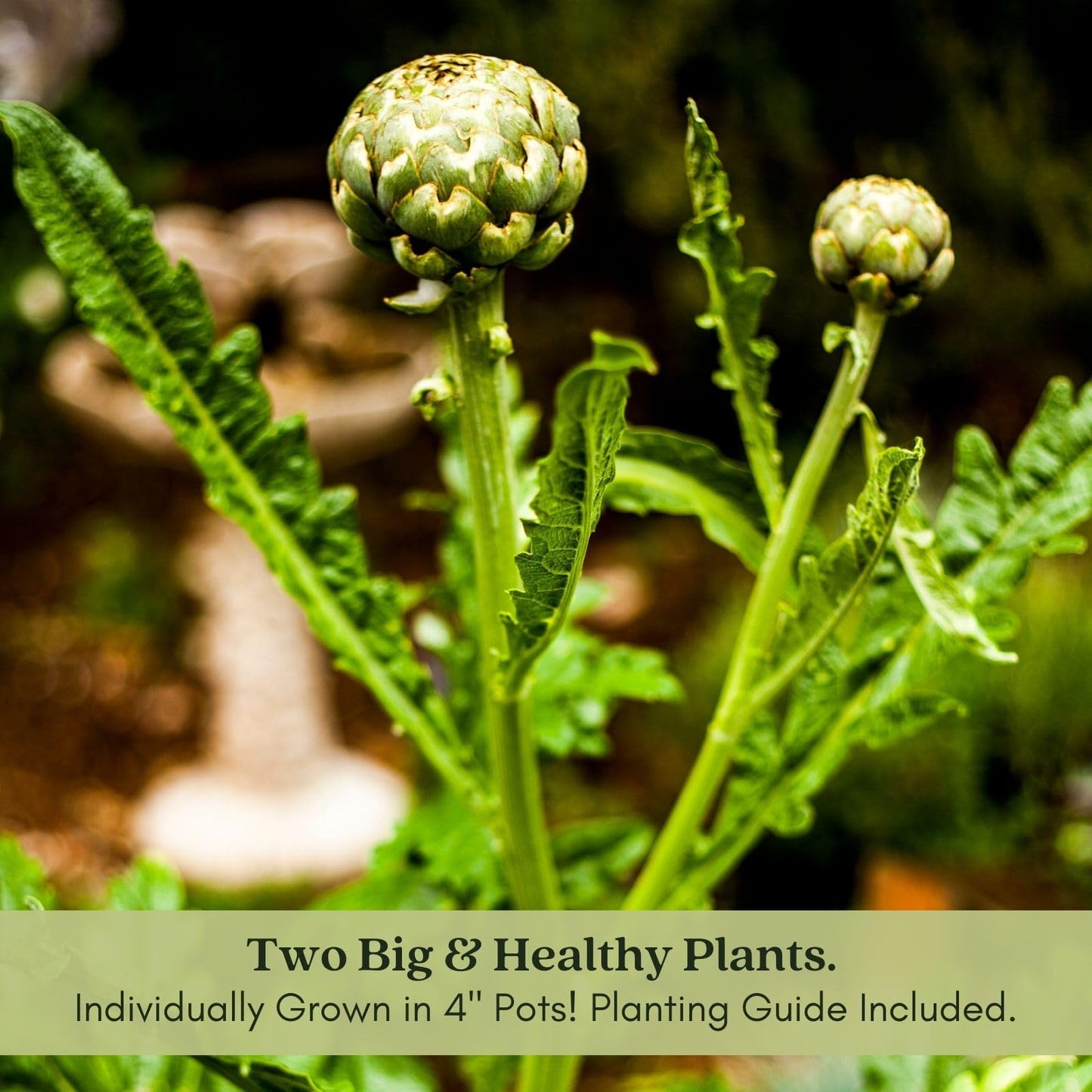 Clovers Garden Imperial Artichoke Plants - Two (2) Live Plants – Non-GMO - Not Seeds - Each 4" to 8" Tall – in 4" Inch Pots - Edible Vegetable, Gourmet Favorite