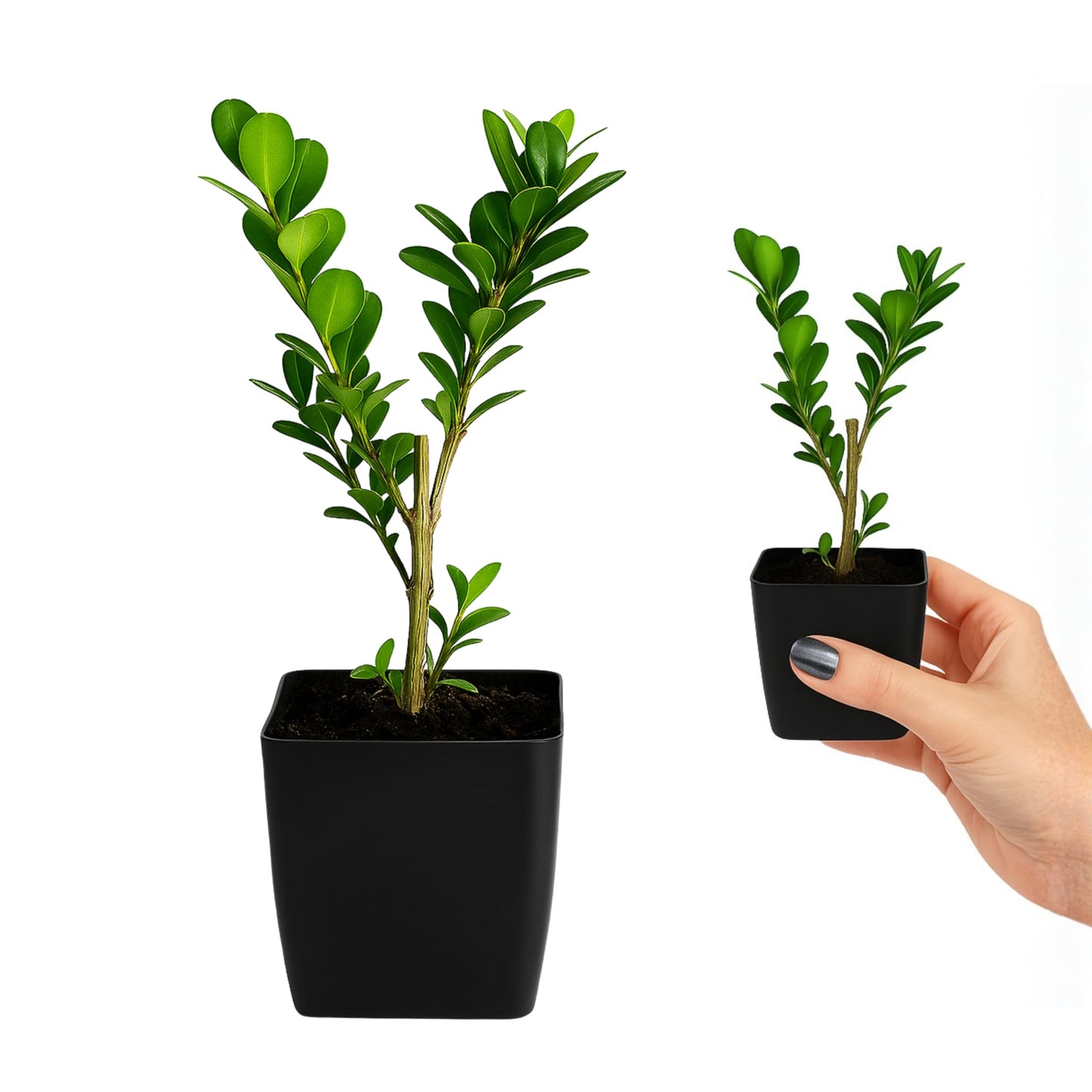 MyShelfie - Bonsai Starter Tree Plant Gift, Japanese Boxwood Topiary Evergreen Shrub Hedge, 2 in Pot