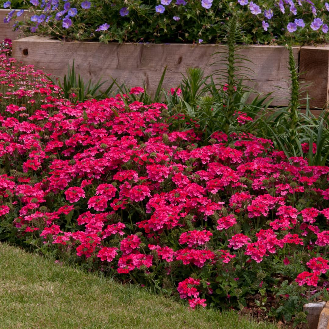 Pack 4 Pink Perennial Verbena Plants, Pink Verbena Live Plants, Verbena Flower Trailing Plants Live for Planting, Pink Verbena Plants in Zones 7 to 11
