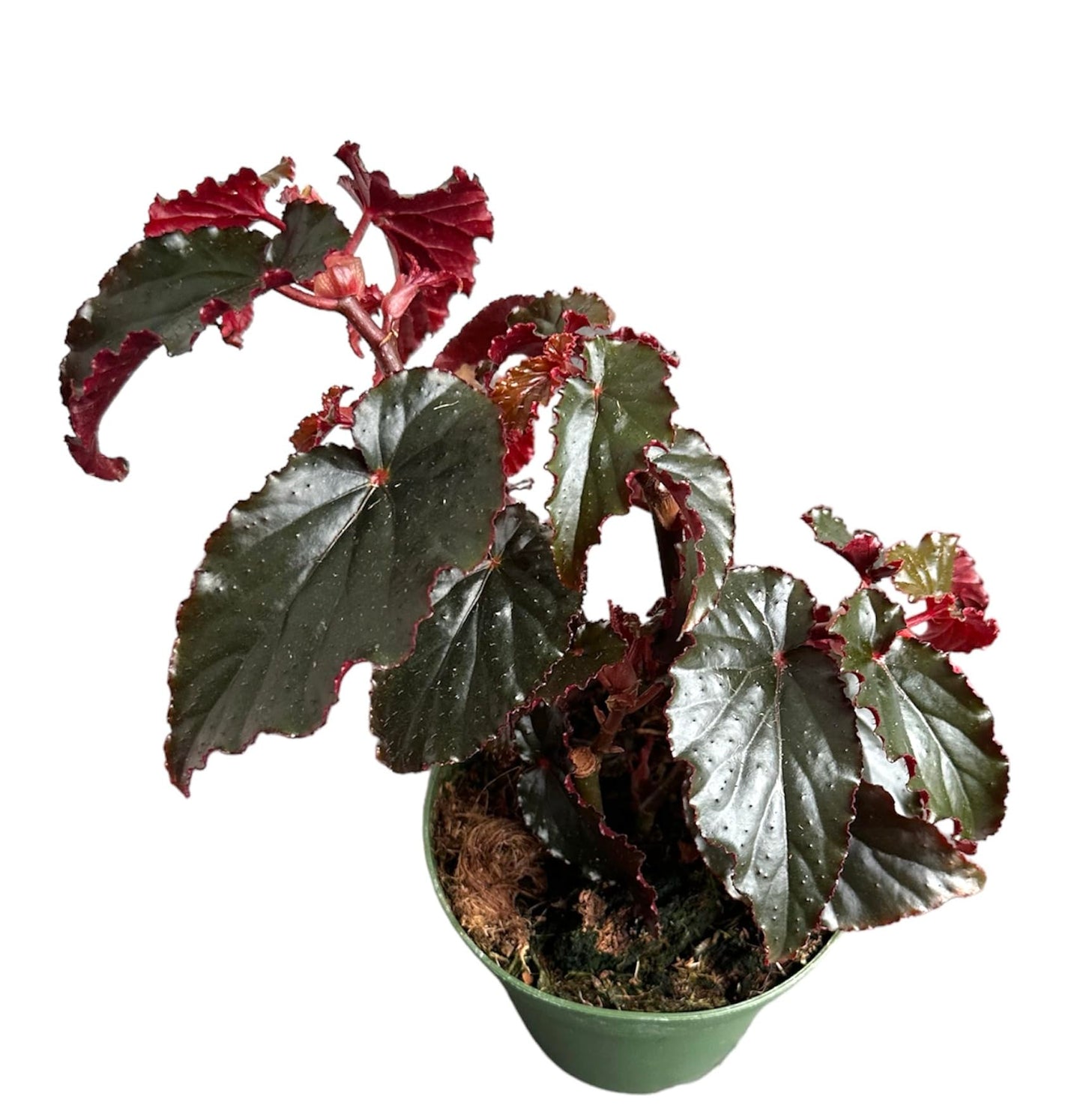 Hopewind plants shop Begonia Black Magic, Begonia Rex, 4 inch Pot, Very Unique and Easy to Care Live Plant